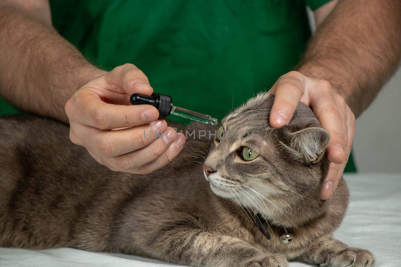 Male veterinarian applies ear drops to calm gray cat on exam table. Veterinary care, pet health, clinical setting, trust