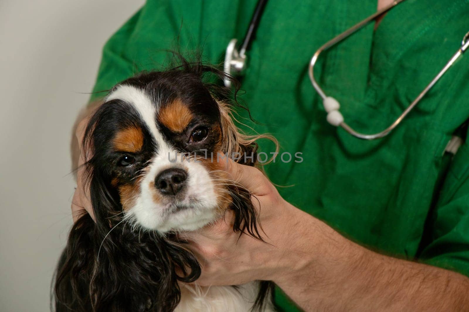Closeup photo of a Cavalier King Charles Spaniel s head while a male veterinarian carefully examines the dog's ear. The image highlights professional veterinary care, trust, and gentle animal health checkup.
