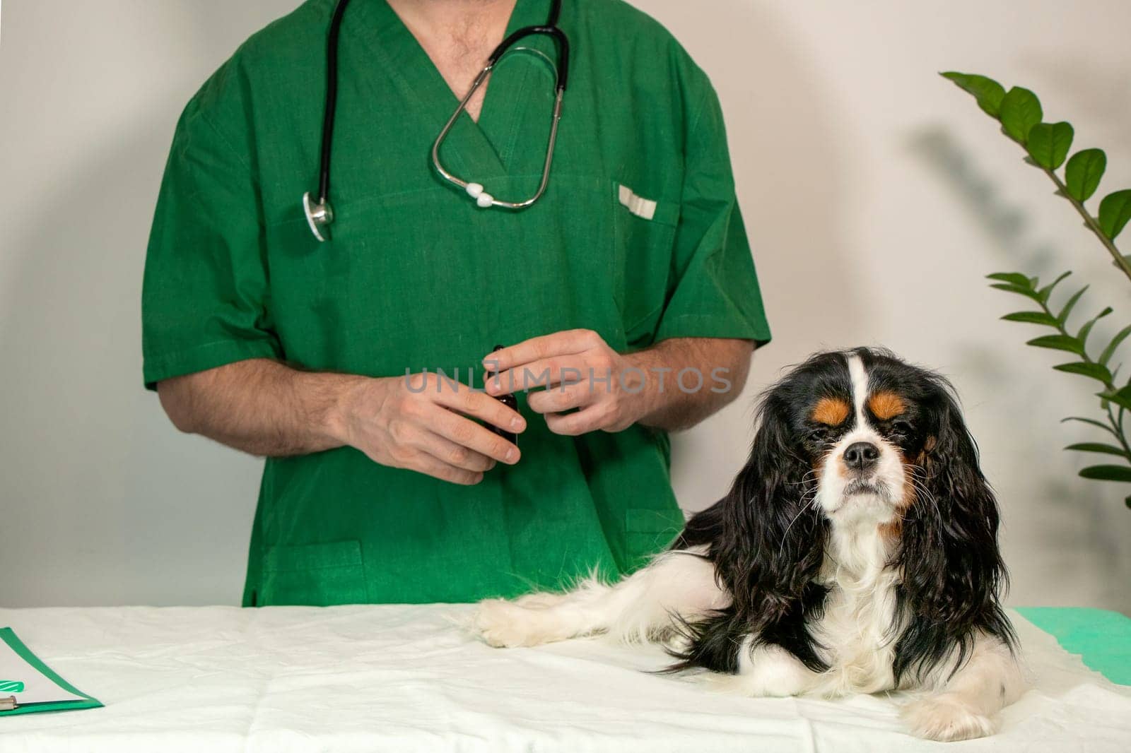 Cavalier King Charles Spaniel lying down calmly on a couch while a male veterinarian stands nearby holding a small medicine bottle. The image illustrates professional pet care, veterinary treatment, and trust between animal and doctor. Copy space included.