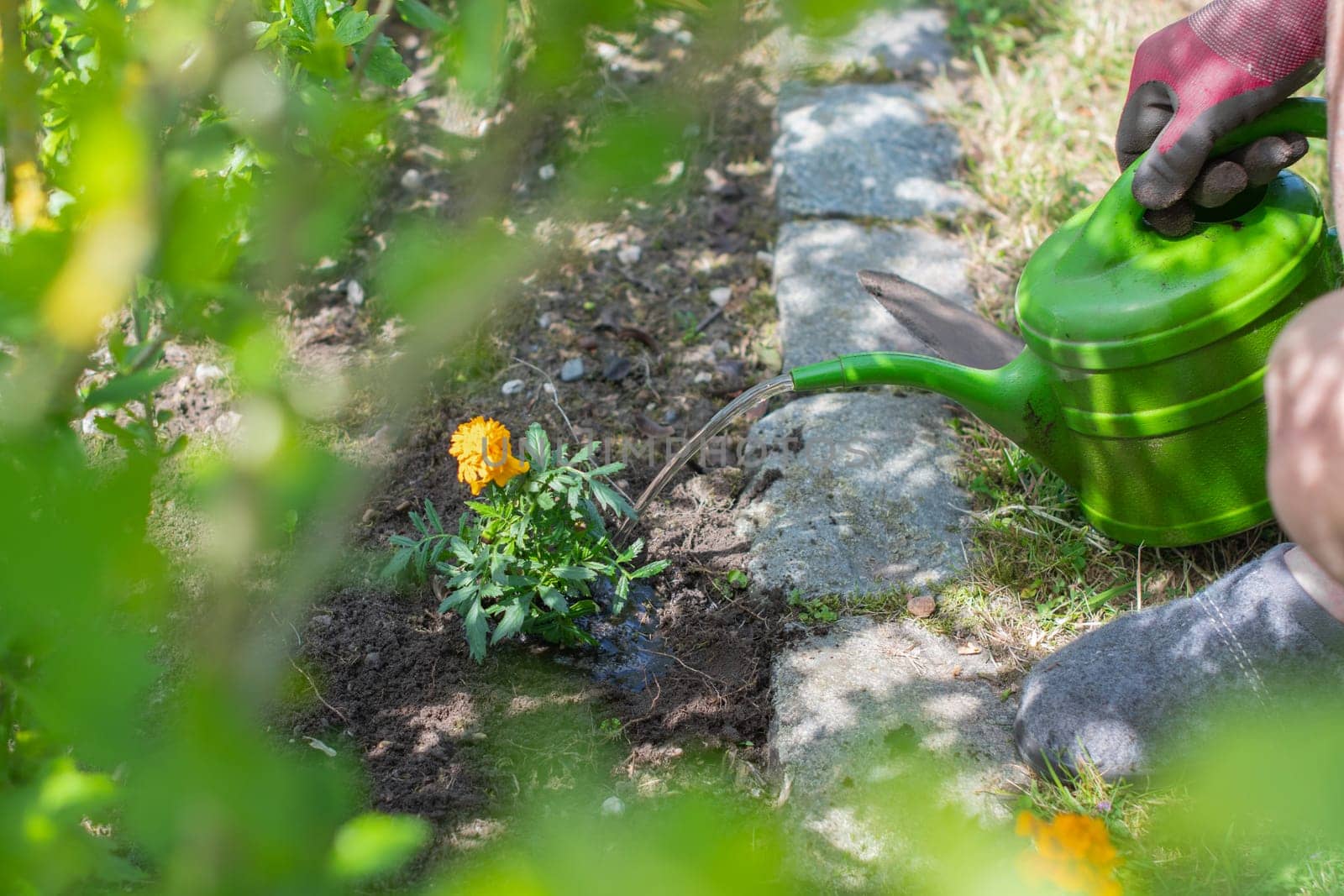Gardener watering bright marigold flowers with green watering can on flowerbed, Flower care in garden, Landscape designer work,
