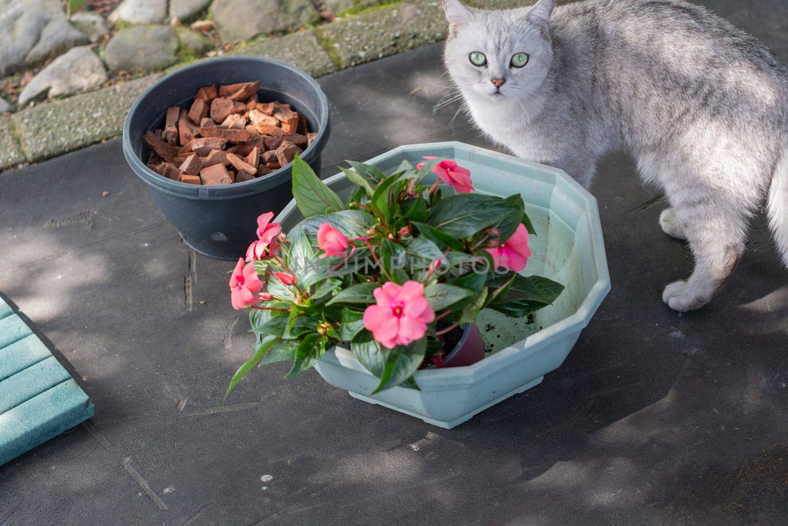 Gardening tools and pots are laid out on a black carpet for replanting pink impatiens flowers into a decorative light green planter, while a curious silver Scottish Straight cat watches the process,