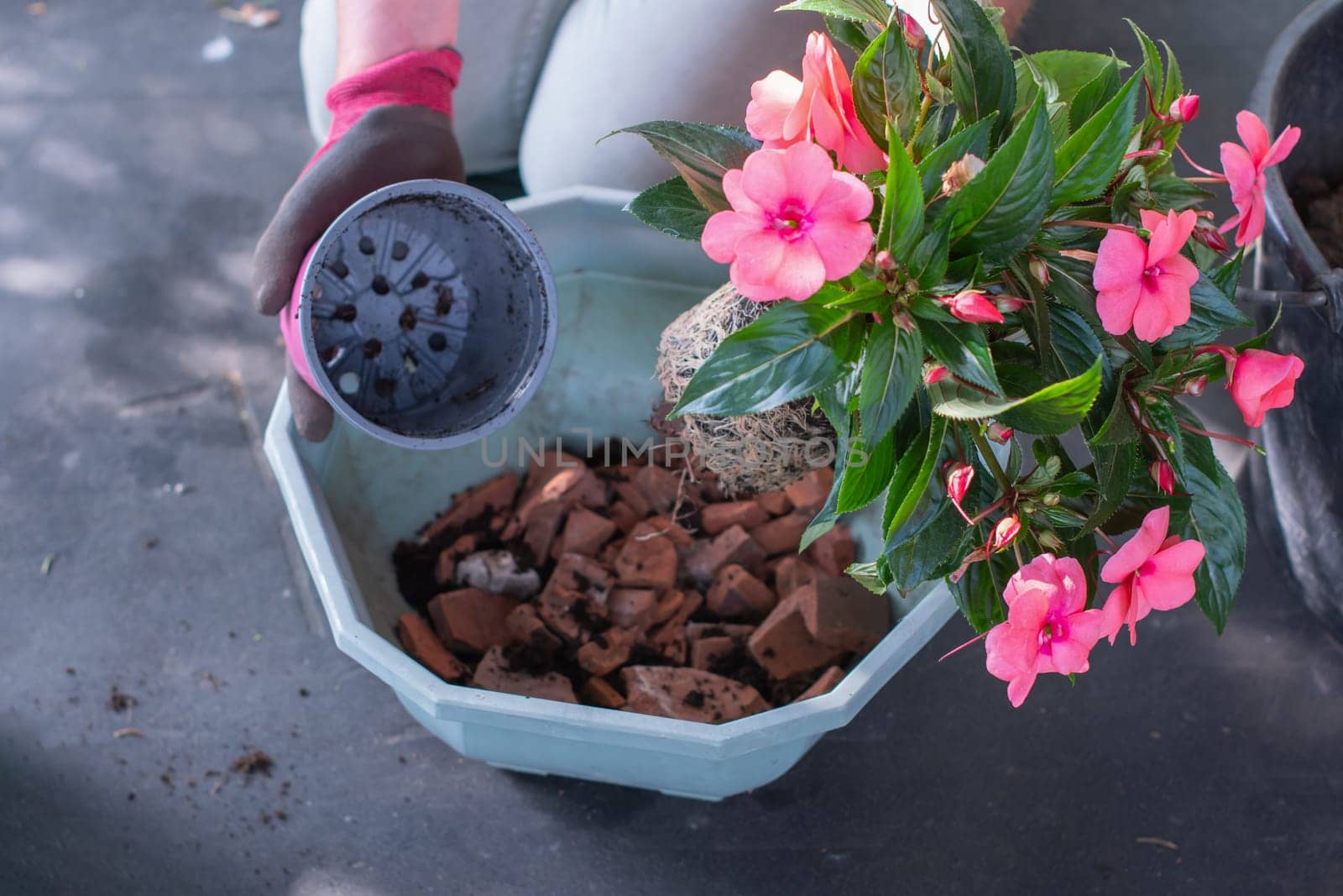 Gardener replanting pink impatiens plants into decorative planter, tools laid out on rug, seasonal gardening concept,