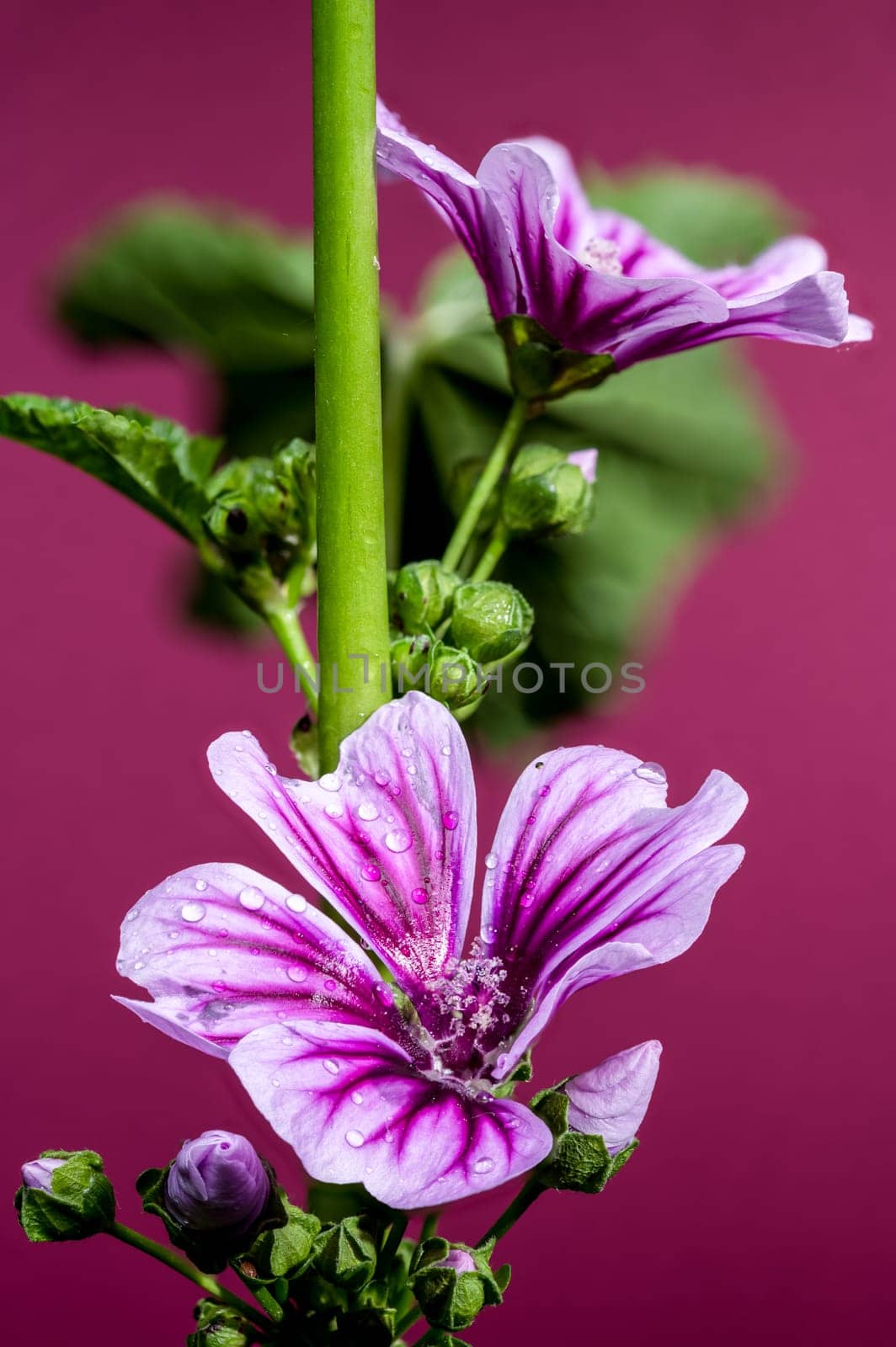 A close-up of a beautiful purple mallow flower covered in glistening water droplets, set against a rich magenta background. Perfect for nature, garden, and beauty themes