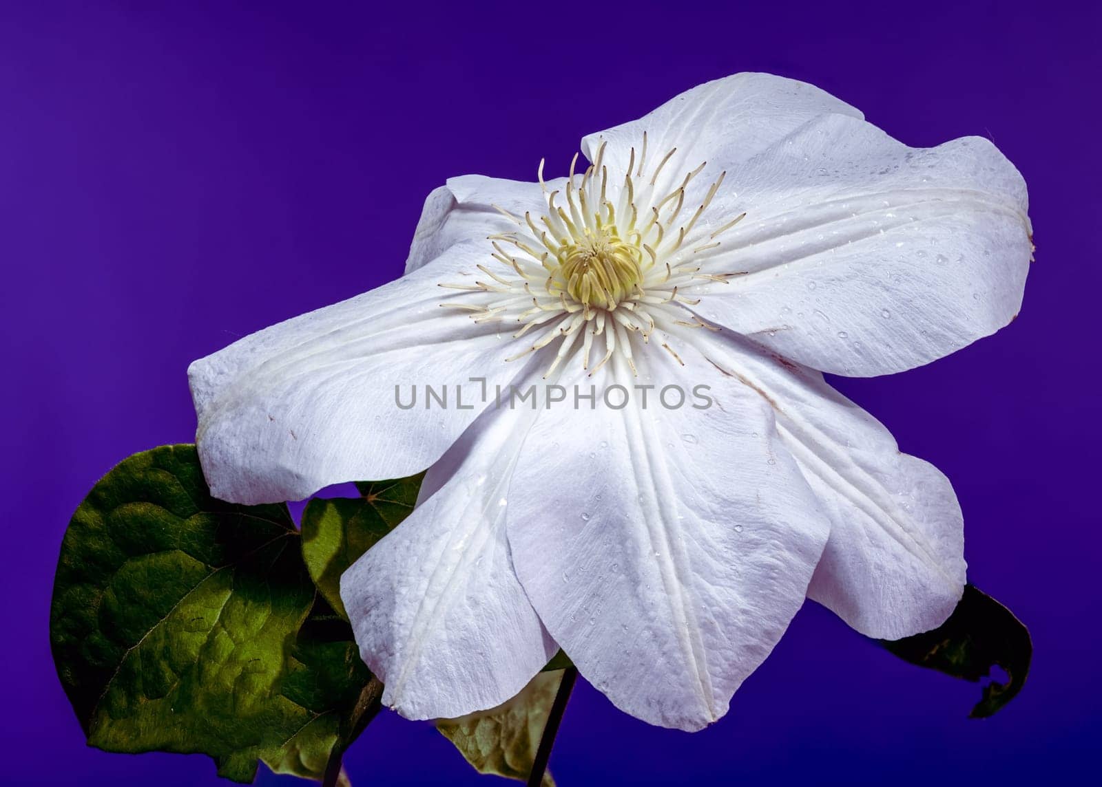 A captivating close-up of a pristine white Clematis flower, adorned with glistening water droplets, set against a vibrant purple background. Ideal for botanical and nature themes