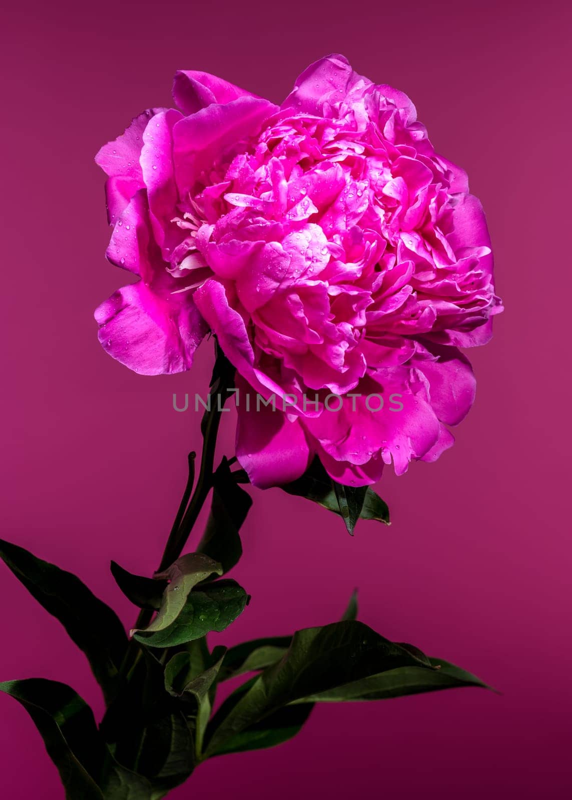 A striking hot pink peony flower, captured with water droplets on its petals, set against a vibrant colored background to accentuate its beauty