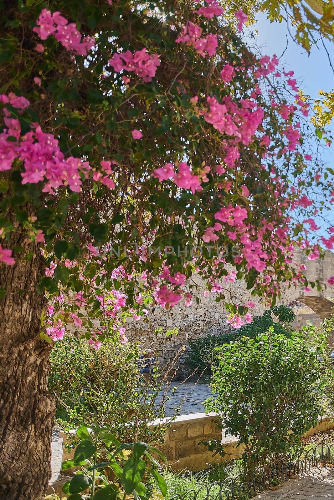 A lush cascade of bright pink bougainvillea flowers gracefully drapes over ancient stone walls, creating a vibrant and picturesque scene under a clear blue sky.