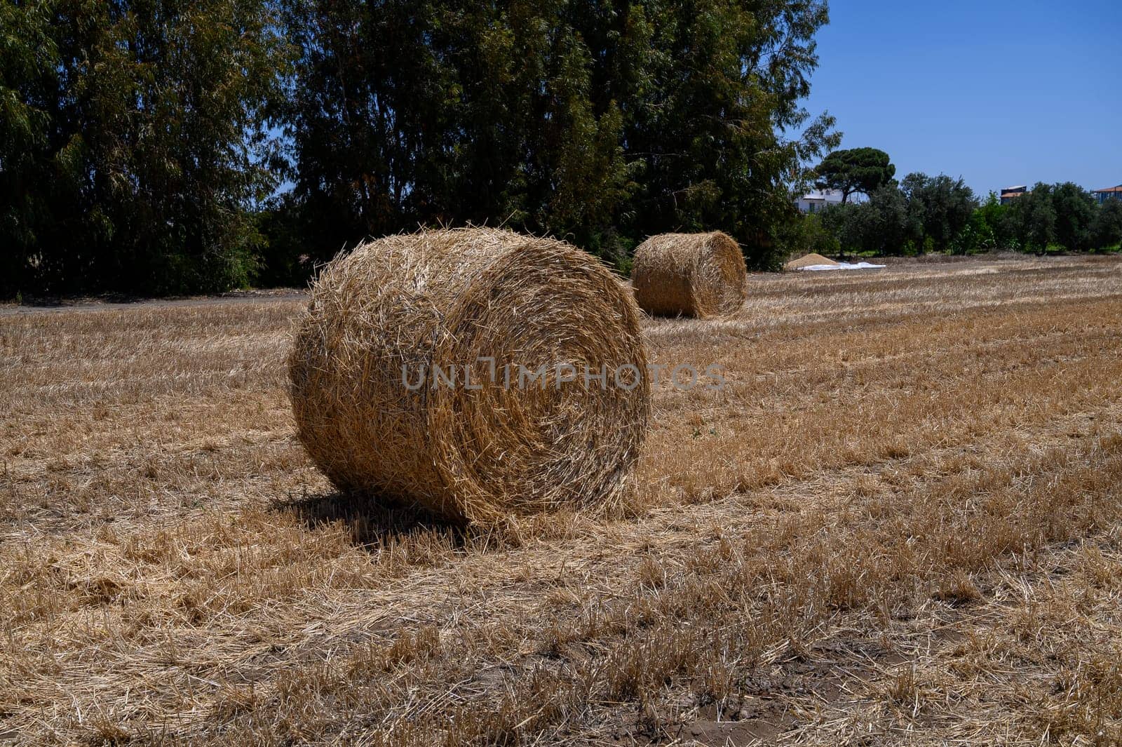 Scenic rural field in Cyprus with round straw bales under clear blue sky.