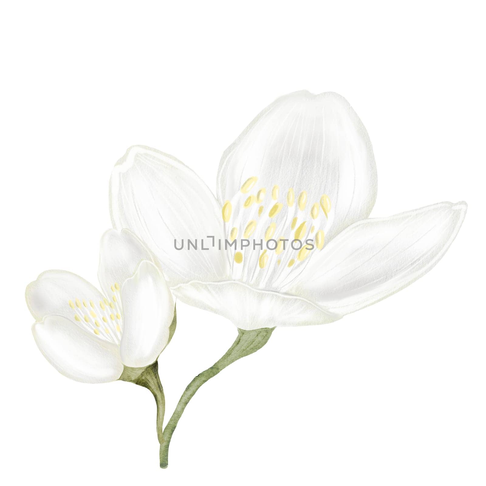 Jasmine white flower watercolor. Hand drawn bud delicate. Clip art botanical on white background. Ideal for logo of tea and aromatic products from jasmine. High quality illustration