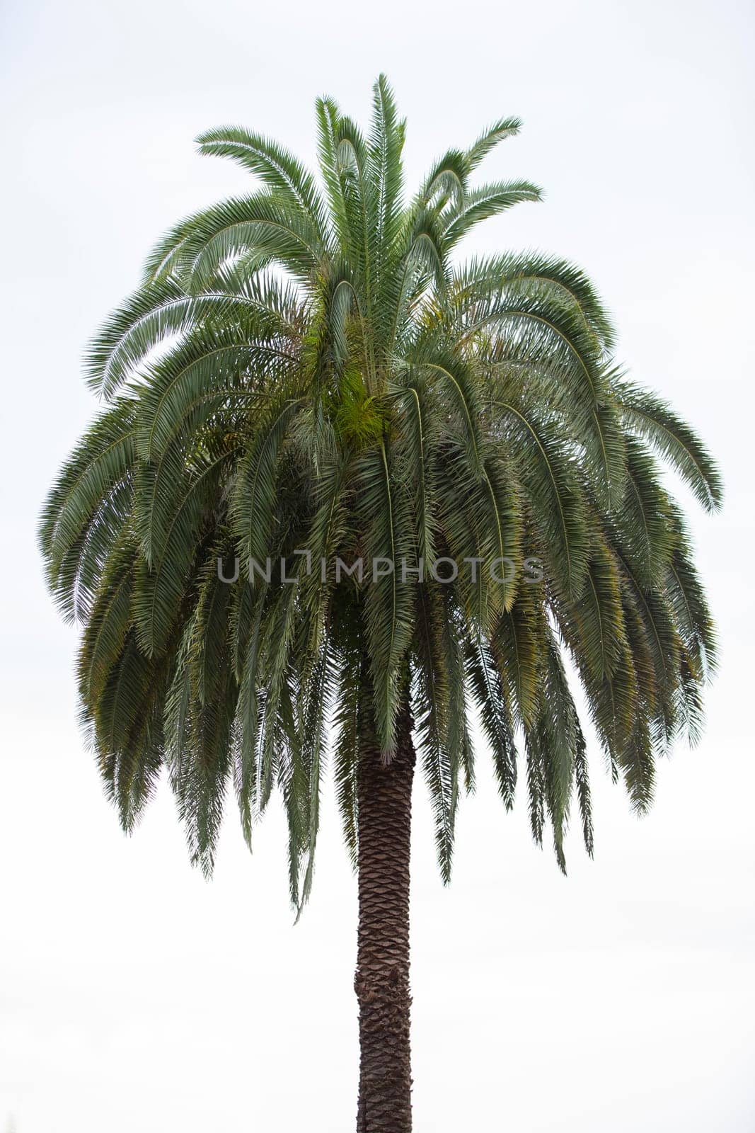 The top of a tropical palm tree on a white background.