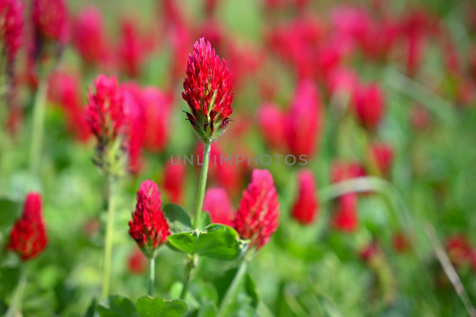 A beautiful blooming red field in the Czech Republic. Concept for nature and agriculture. Beautiful red flowers. Spring nature background. Clover incarnate - Trifolium incarnatum