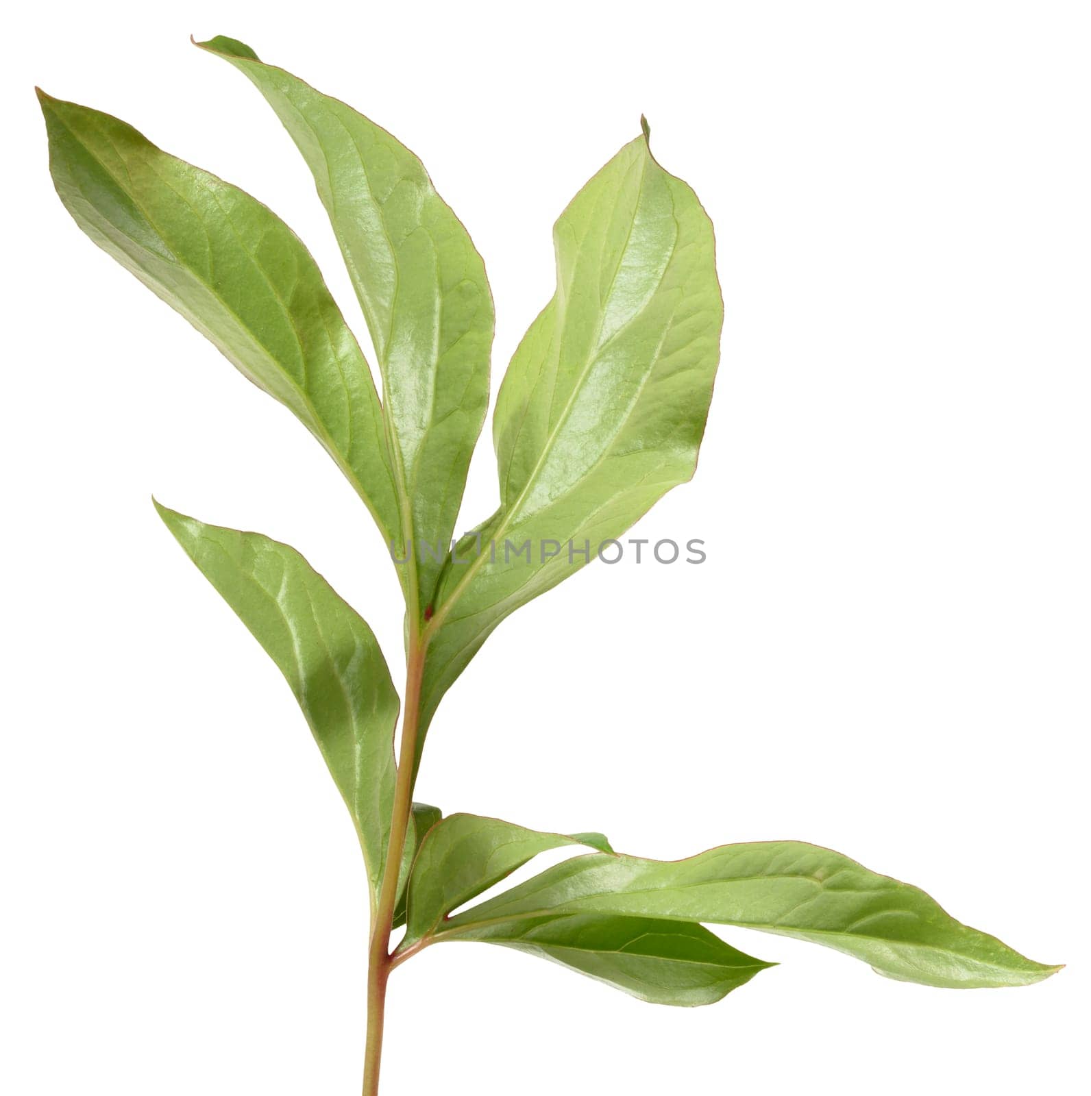 Close up of one green peony leaf on isolated background