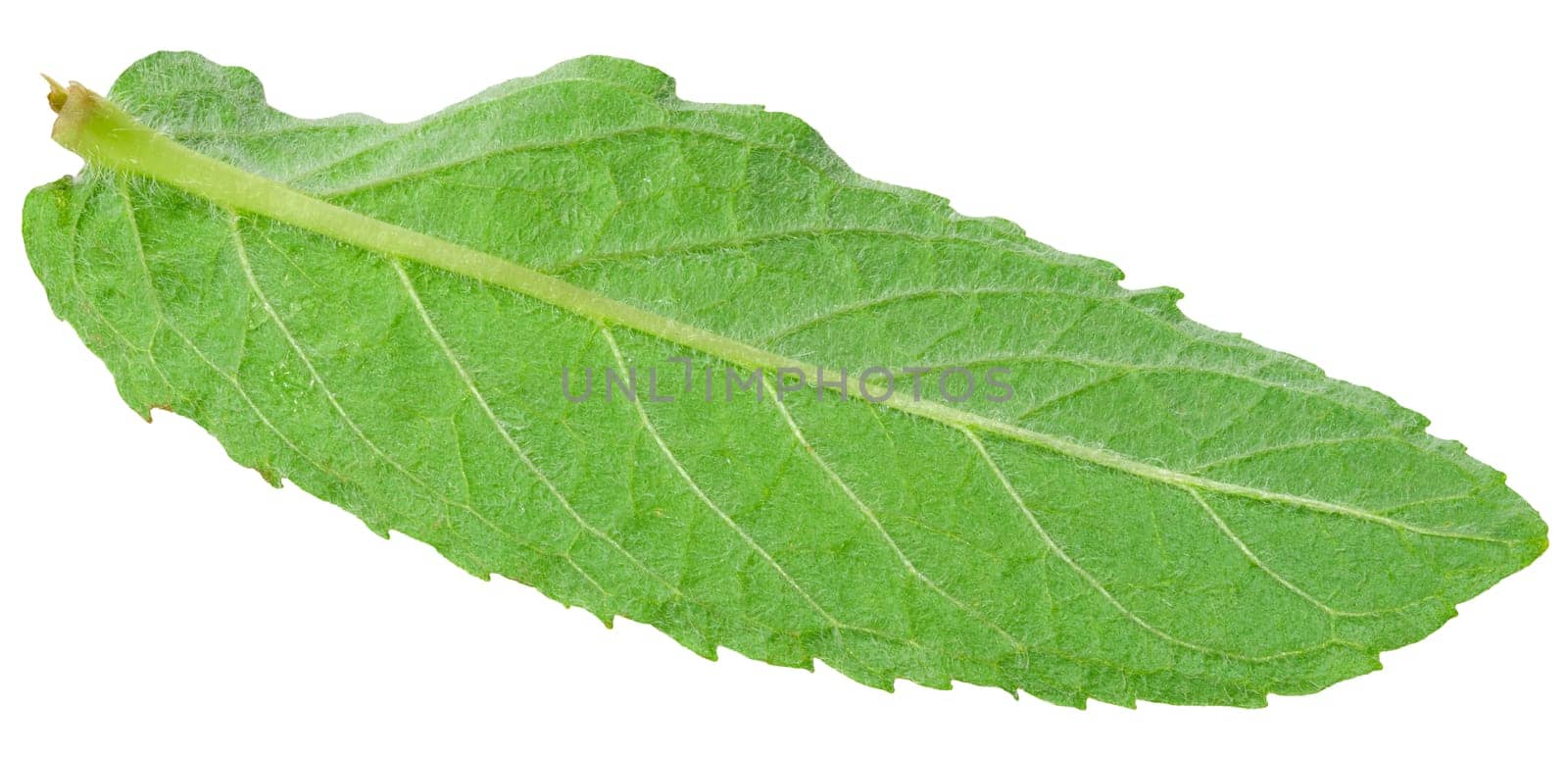 Geen mint leaf on isolated background, close up