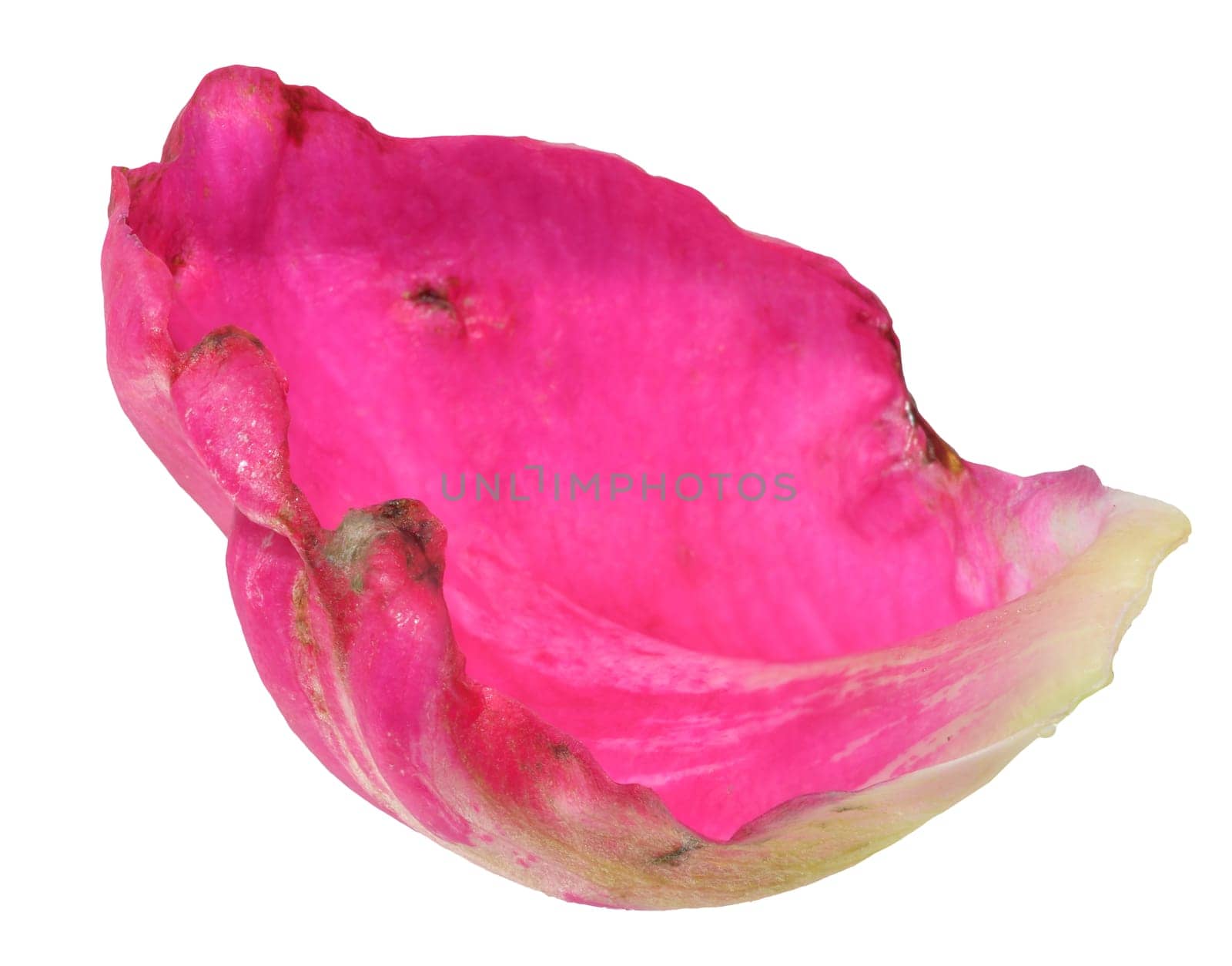 Red peony petal on isolated background, close up