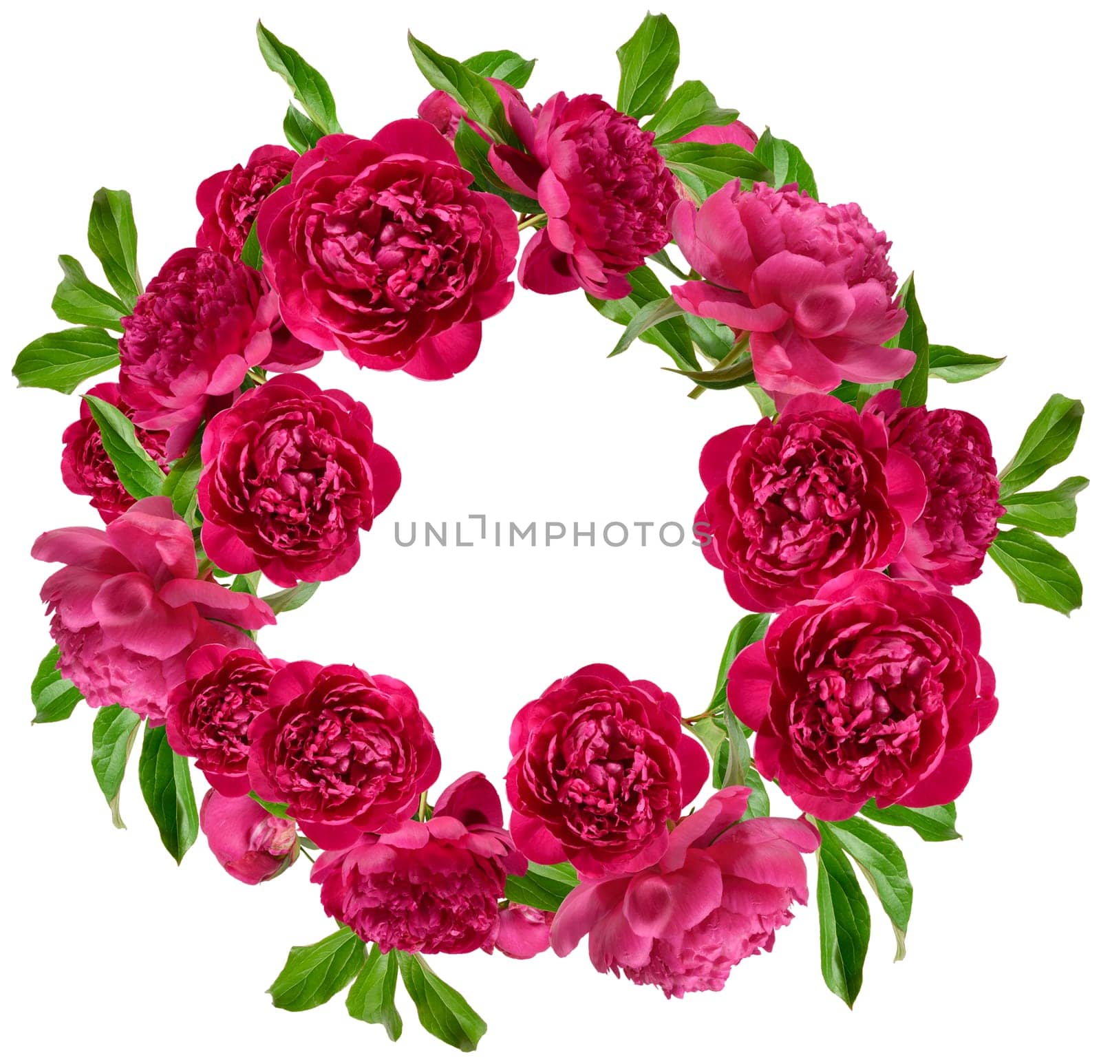Round wreath of bright pink blossoming peonies and green leaves on isolated background