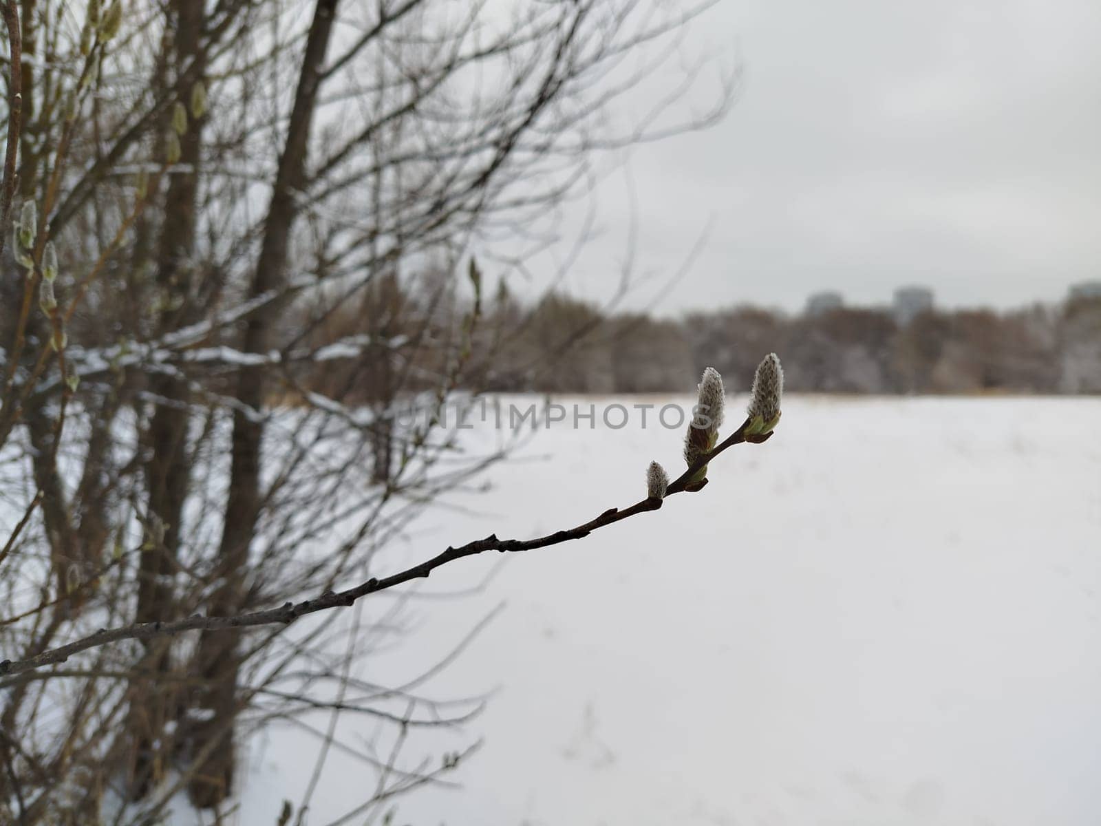 Close view shows willow branch with soft buds. The background displays a snow-covered field leading to trees, with buildings visible in the distance under an overcast sky during winter.
