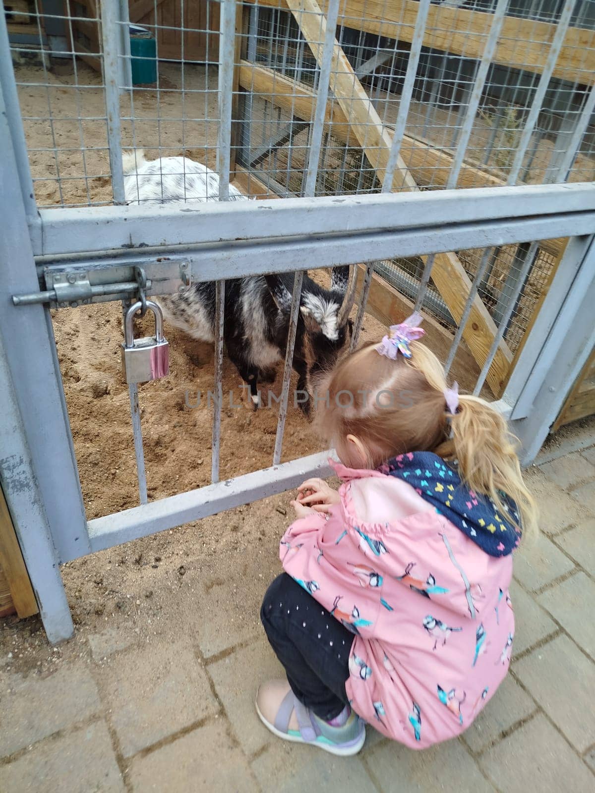 A young girl wearing a pink jacket crouches and looks through a metal fence at several goats inside a pen. The pen has a sandy floor and is secured with a padlock.