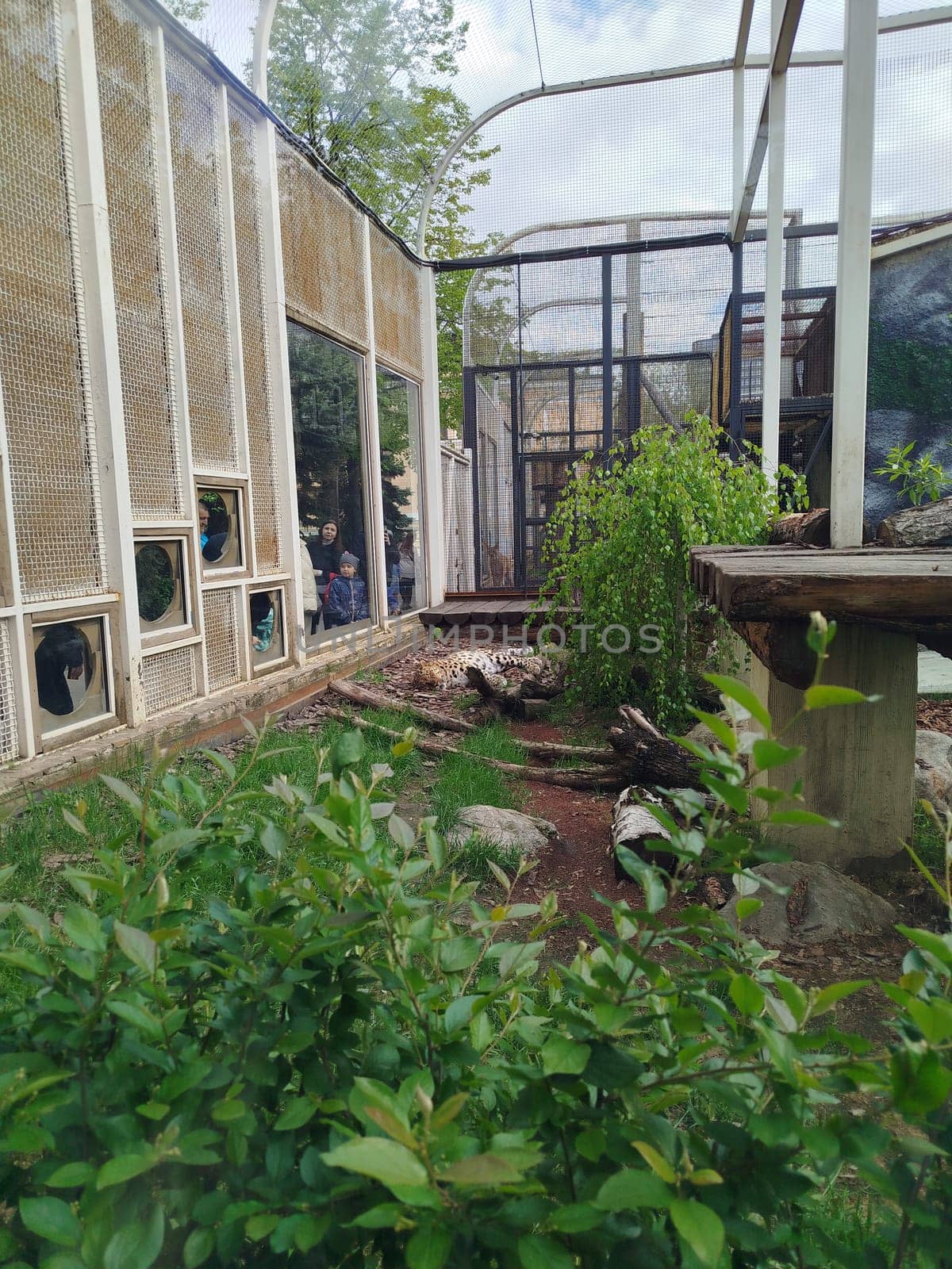 A snow leopard relaxes in its habitat enclosure. Children observe the animal through glass viewing areas in an outdoor exhibit. Various plants and rocks are scattered around the enclosure.