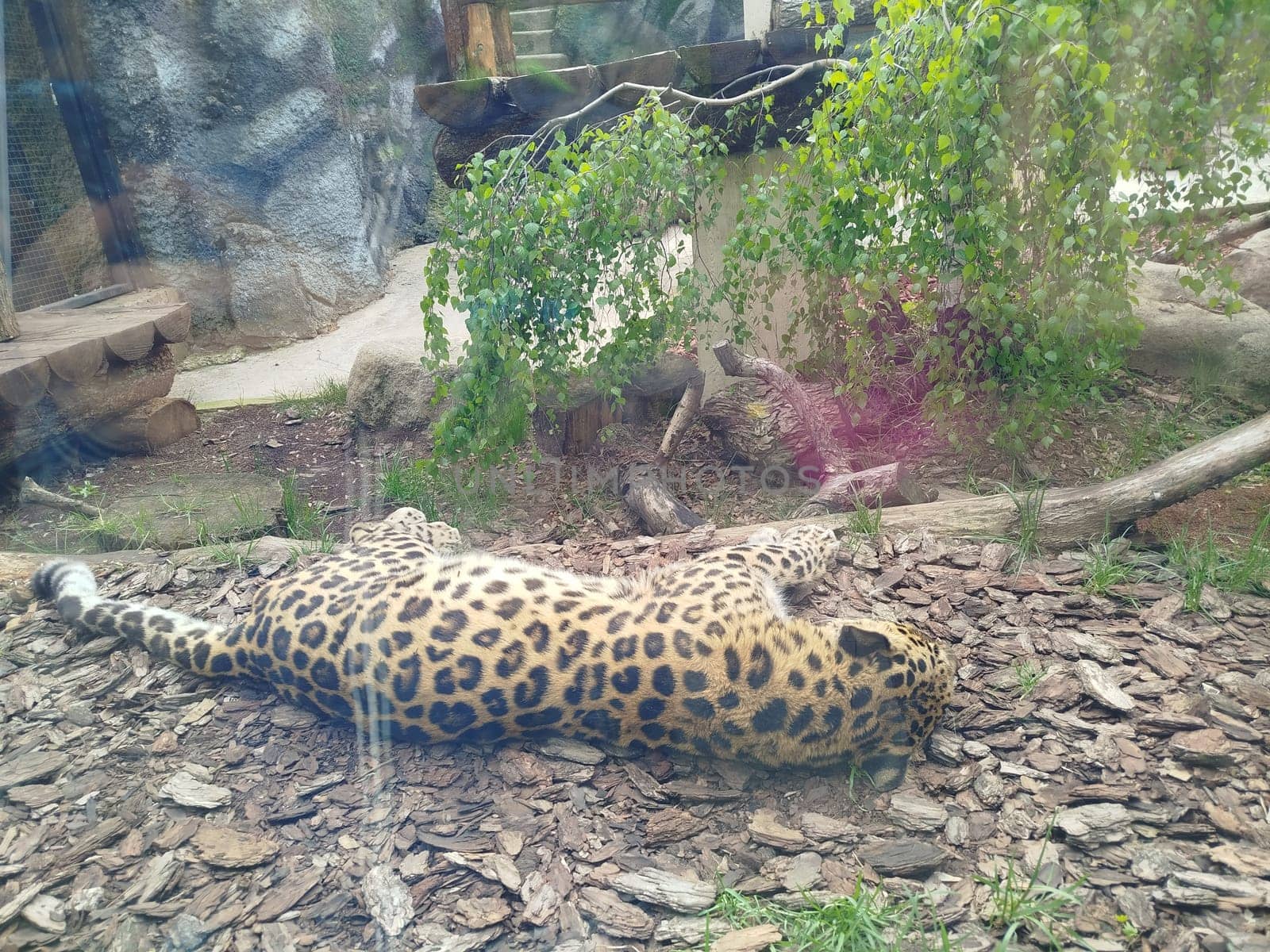 A leopard, patterned with black rosettes, lies belly-down on wood chips inside its enclosure at the Zoo. Lush green trees and rocks decorate the background. It appears to be resting.