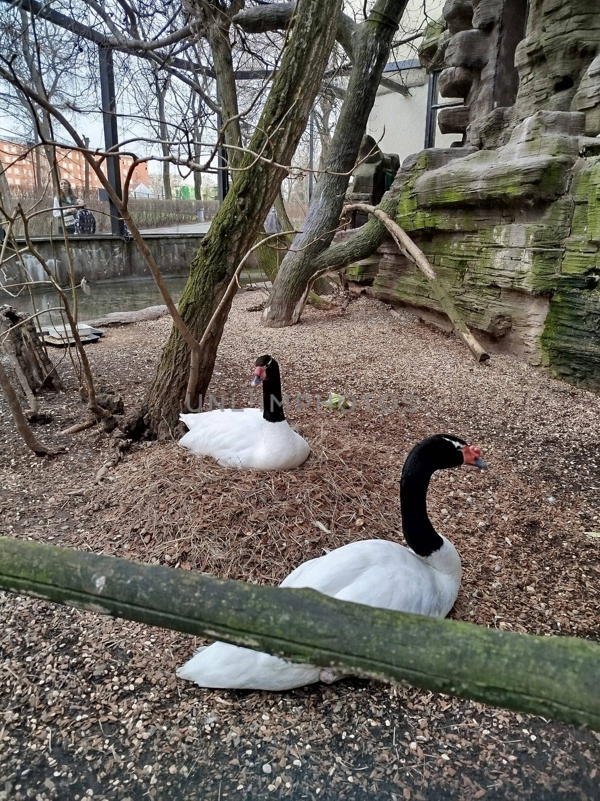 Two white swans with black necks rest on the ground near a pond. There are trees and a rocky area behind them. They are in an enclosure at a Zoo.