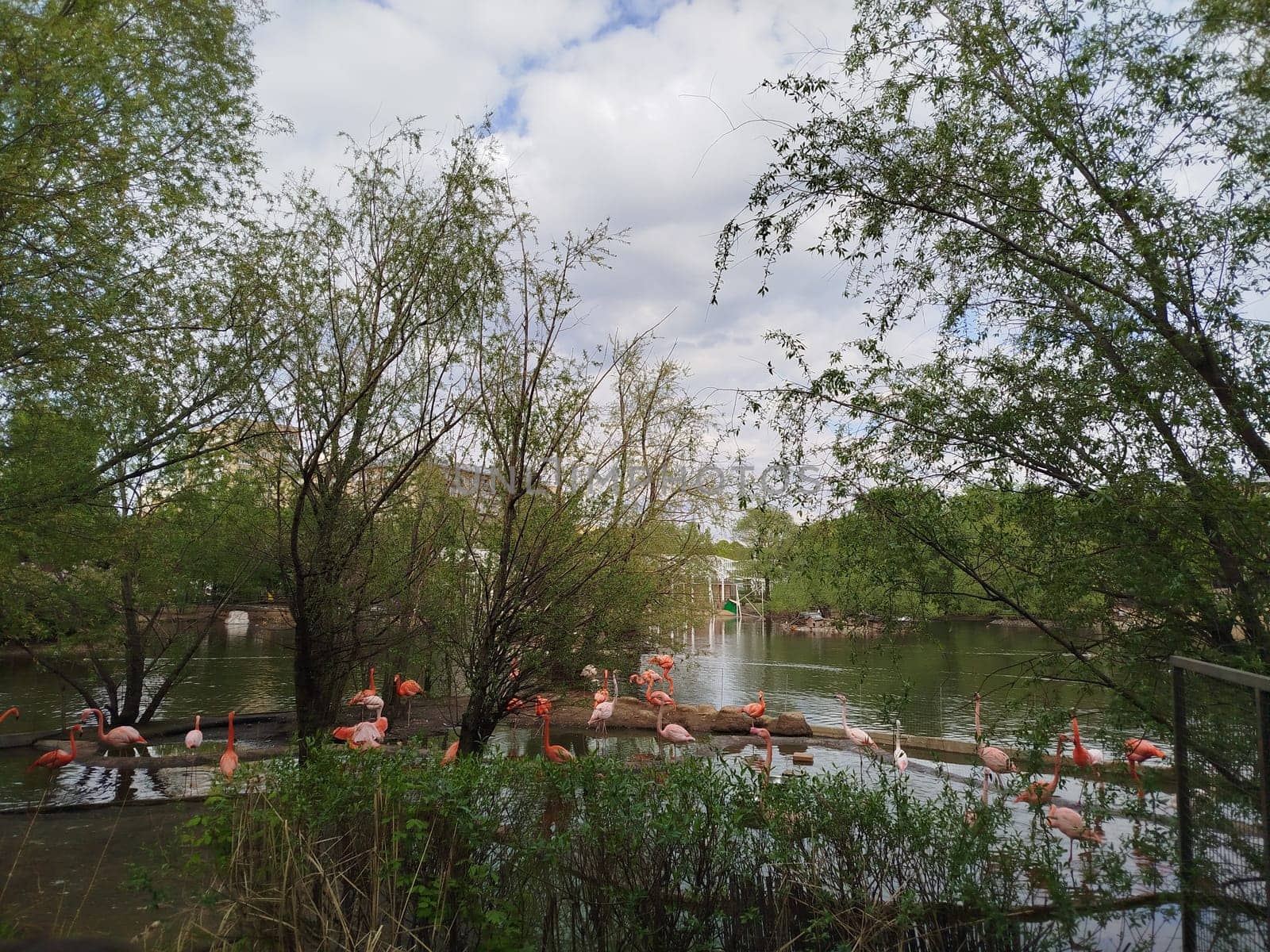 A group of flamingos stand in and near a small pond at a Zoo. Green trees surround the water. The sky is cloudy. It is daytime.