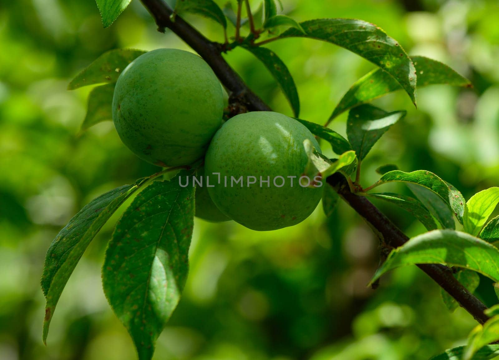 Close-Up of Green Plums Hanging on a Tree Branch in Cyprus