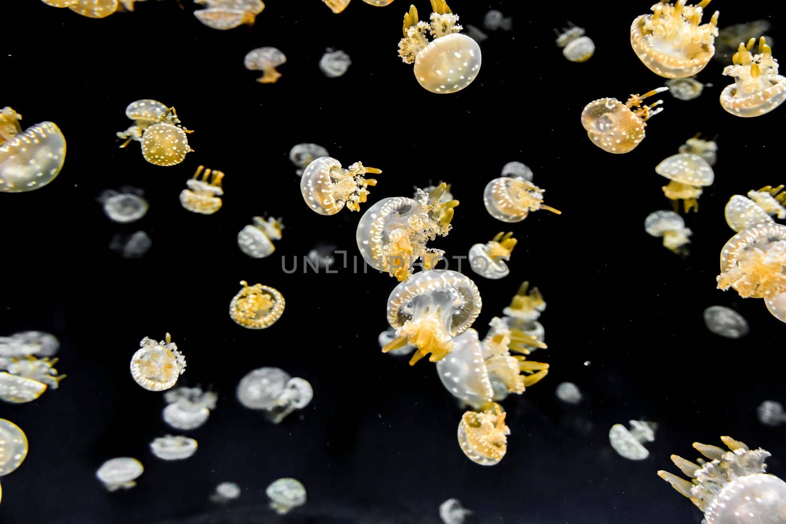 Lagoon jellyfish float peacefully underwater. Their soft bodies and glowing shapes fill the dark sea with elegance.