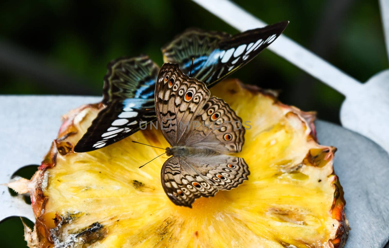 Two tropical butterflies Grey Pansy and Clipper feeding on fresh pineapple, showcasing their vibrant wing patterns in stunning detail.