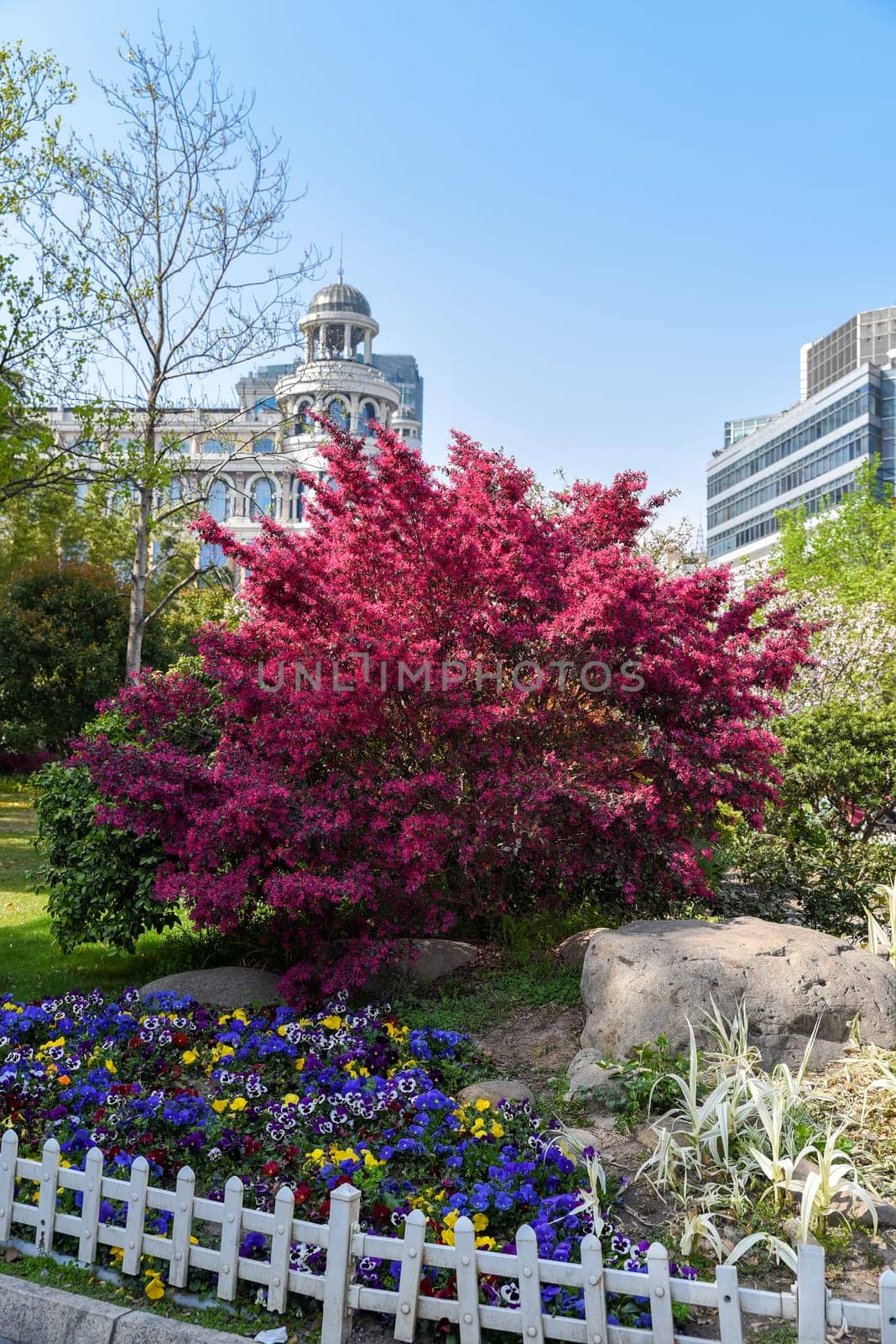 Bright pink Loropetalum bush in full bloom in a city park in Shanghai with modern and classical buildings in the background.