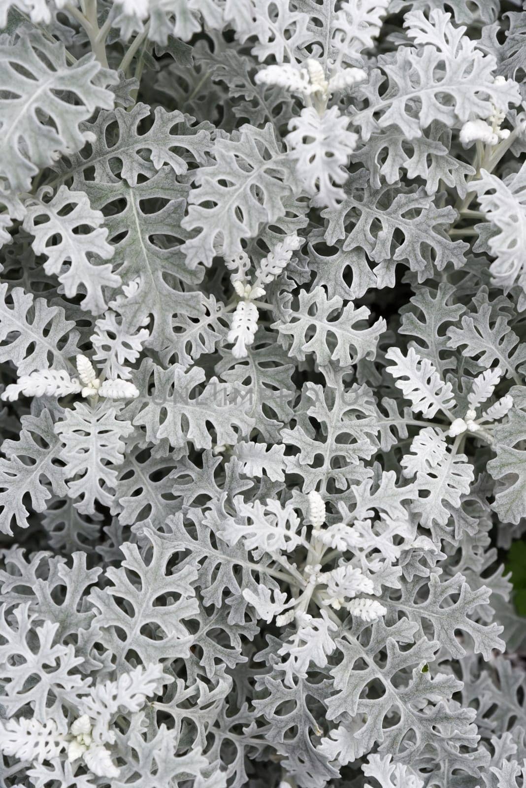 Closeup top view of Jacobaea Maritima (Dusty Miller), showing the unique lacy pattern of Silver Ragwort leaves. A soft, neutral botanical background with delicate detail