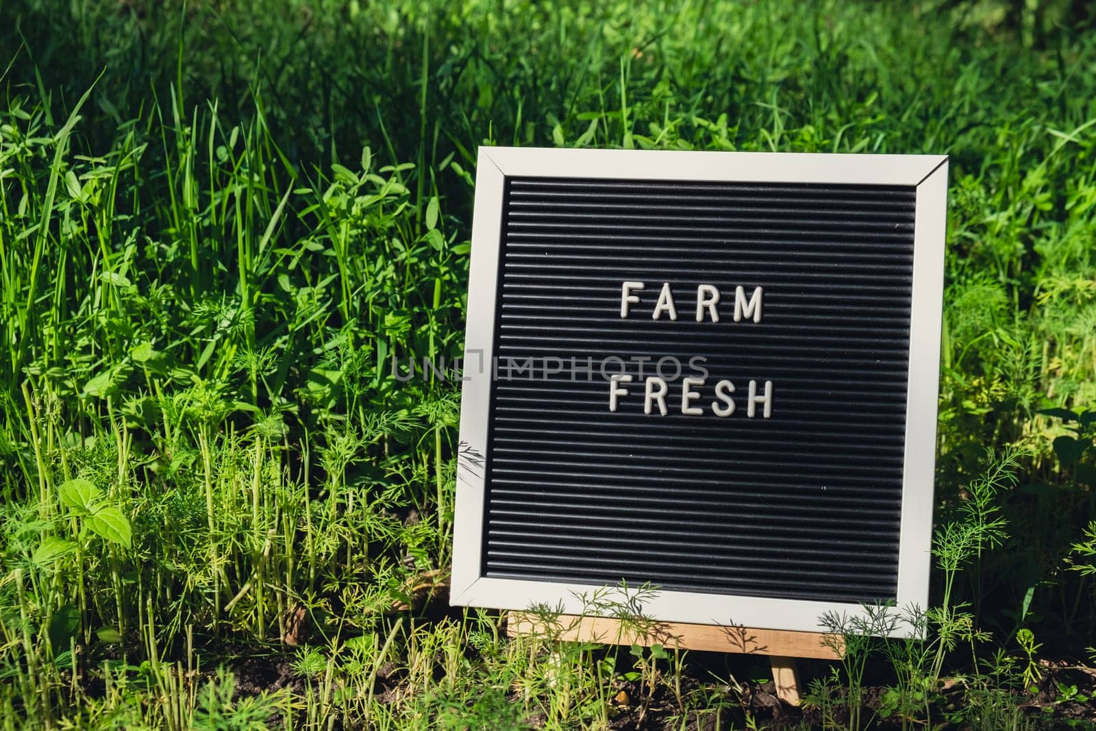 Letter board with text FARM FRESH on background of garden bed with green herb dill. Organic farming, produce local vegetables concept. Supporting local farmers. Seasonal market
