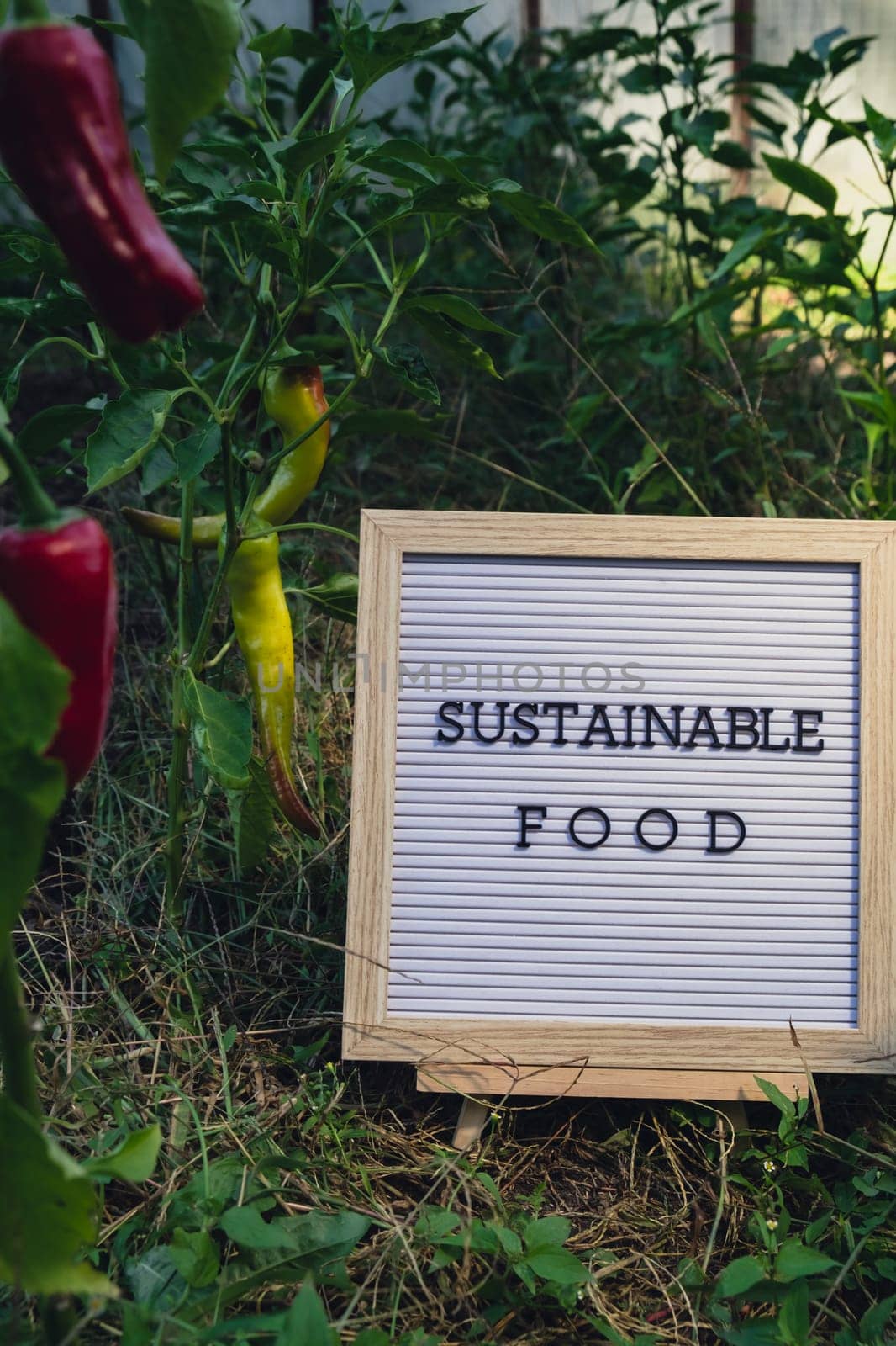 Letter board with text SUSTAINABLE FOOD on background of garden bed with bell pepper. Organic farming, produce local vegetables concept. Supporting local farmers. Seasonal market