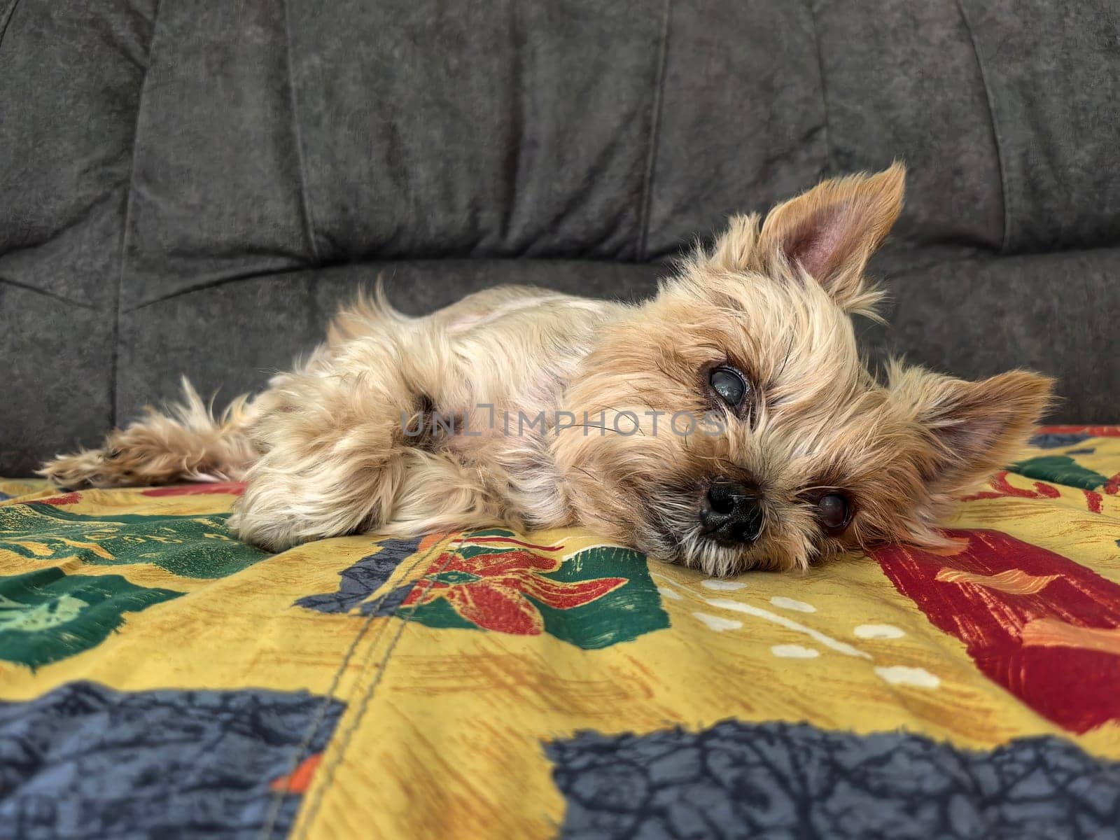Elderly Yorkshire Terrier peacefully resting on a vibrant patterned blanket, exuding calmness. Made on smartphone.