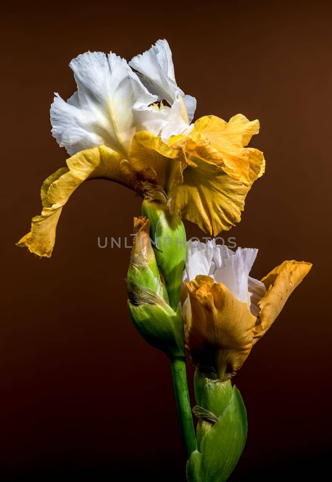 A close-up shot featuring two elegant white and yellow bearded iris flowers, their intricate petals displayed against a warm brown background