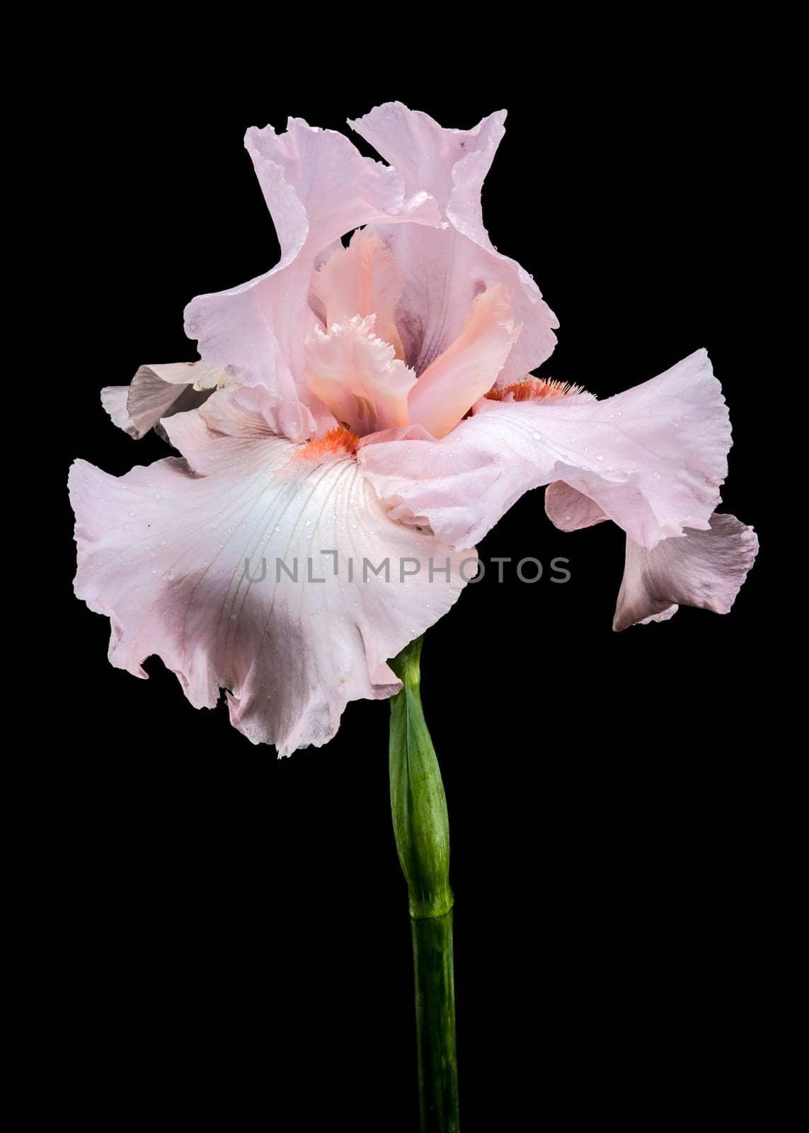 A close-up shot of a beautiful pink iris flower, its delicate petals unfolding against a stark black background