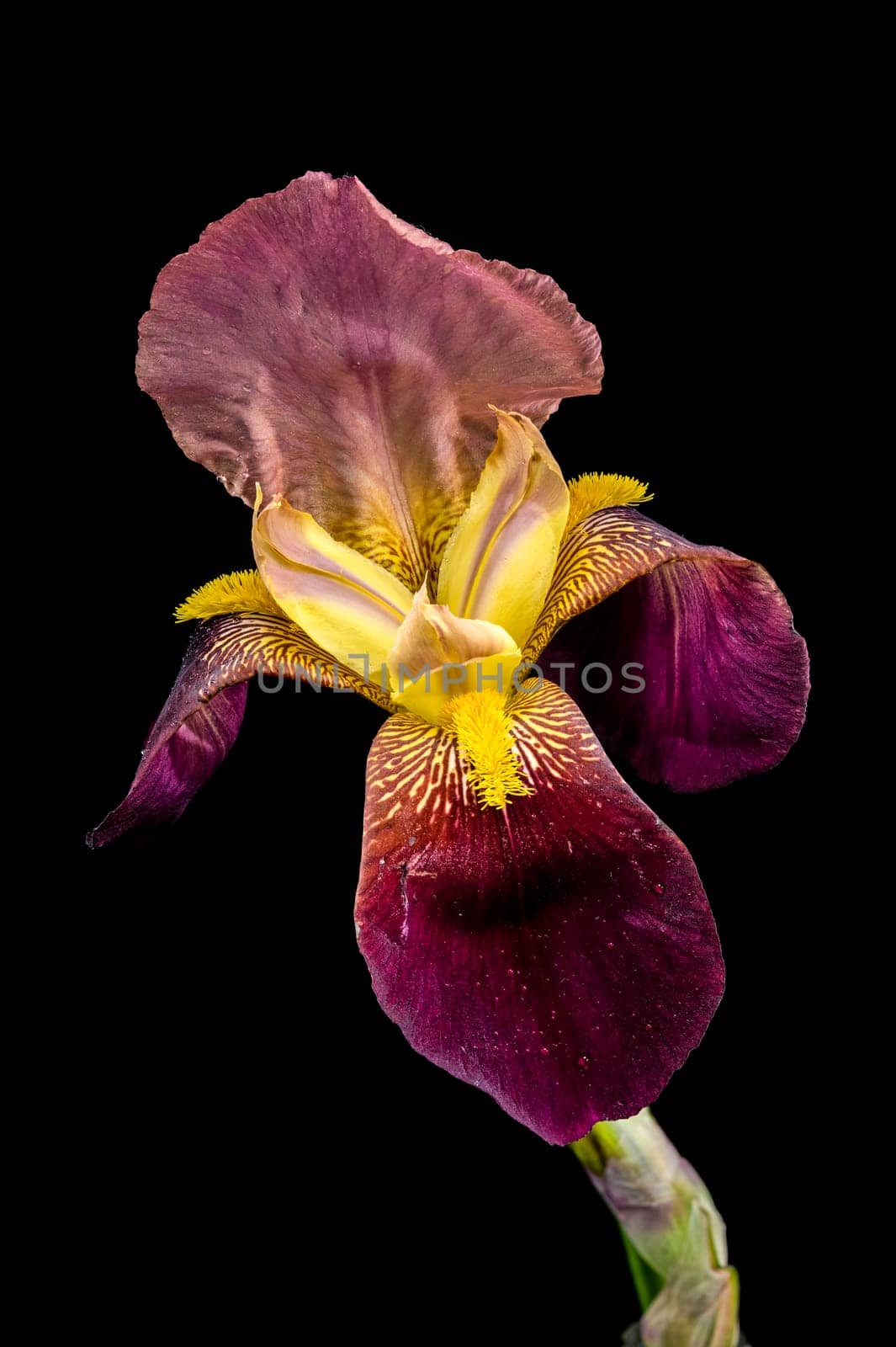 A vibrant close-up of a bearded iris showcasing rich purple and bright yellow petals with intricate patterns against a stark black backdrop