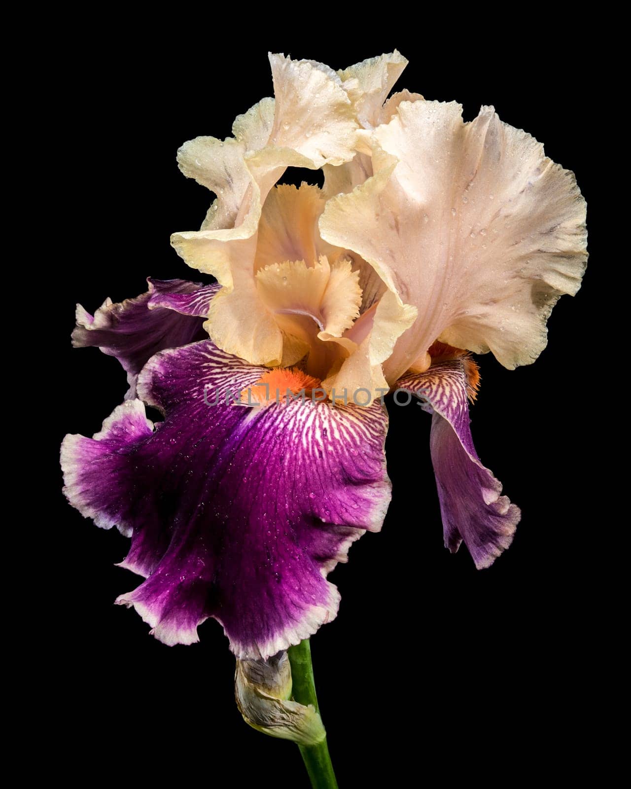 A striking close-up of a bearded iris showcasing beautiful cream and deep purple petals with intricate patterns against a stark black background