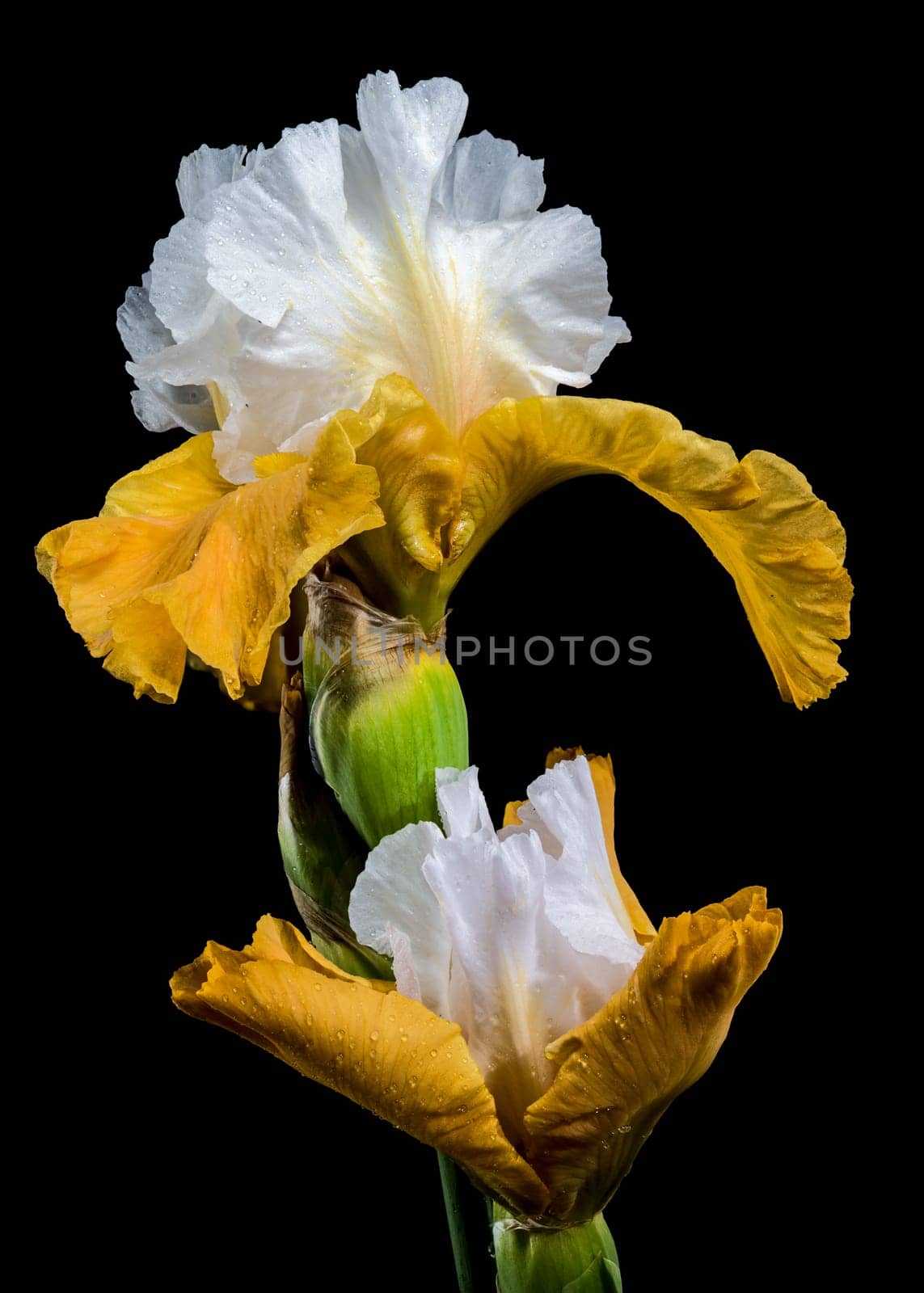 A captivating close-up of a striking bearded iris, showcasing its vibrant white and yellow petals against a stark black background