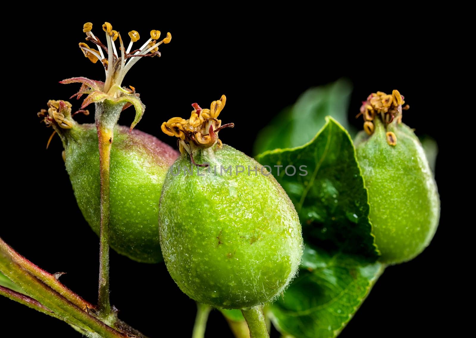 A close-up shot of green apple fruitlets on a branch, set against a stark black background