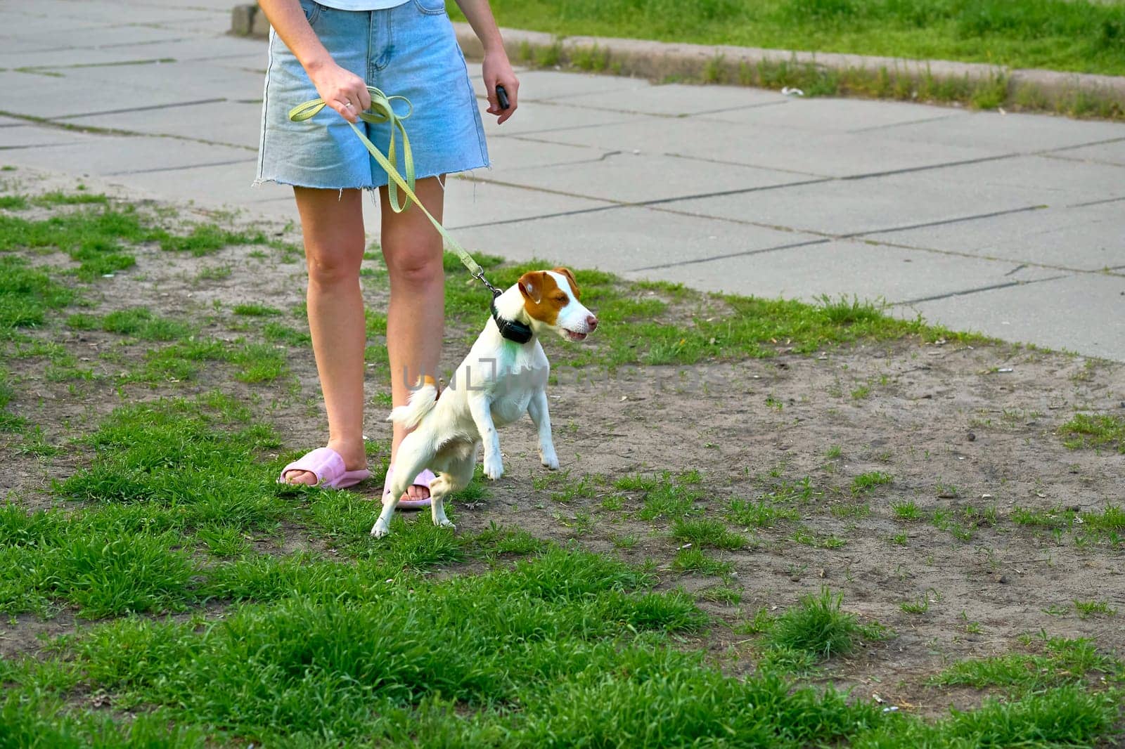 a small dog of a breed originally used for turning out foxes and other burrowing animals from their lairs