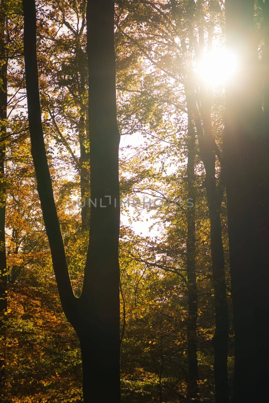 An autumnal forest flooded with warm sunlight. Golden leaves glow as rays break through the trees - a peaceful natural idyll.