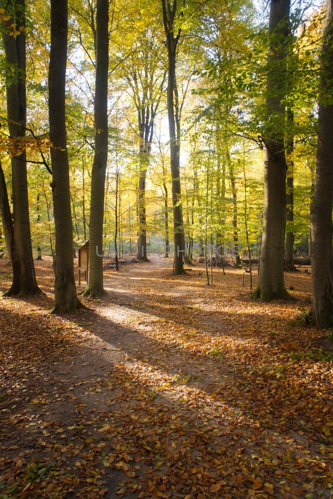 An autumnal forest flooded with warm sunlight. Golden leaves glow as rays break through the trees - a peaceful natural idyll.