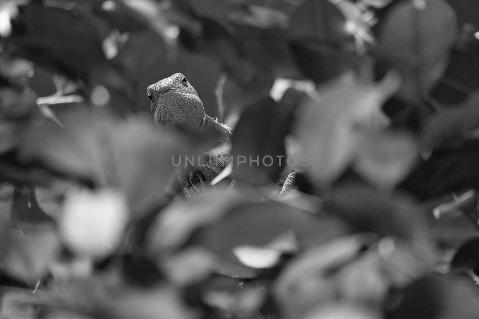 in black and white, green iguana, half hidden between tropical leaves. Perfectly captured, the picture shows the natural camouflage and calmness of the reptile.