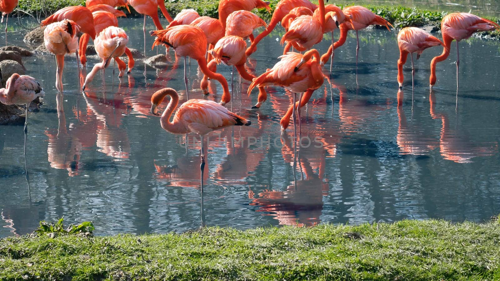 Flamingos standing in the water, looking for food. Bright orange color of the plumage and graceful legs give the image elegance and charisma