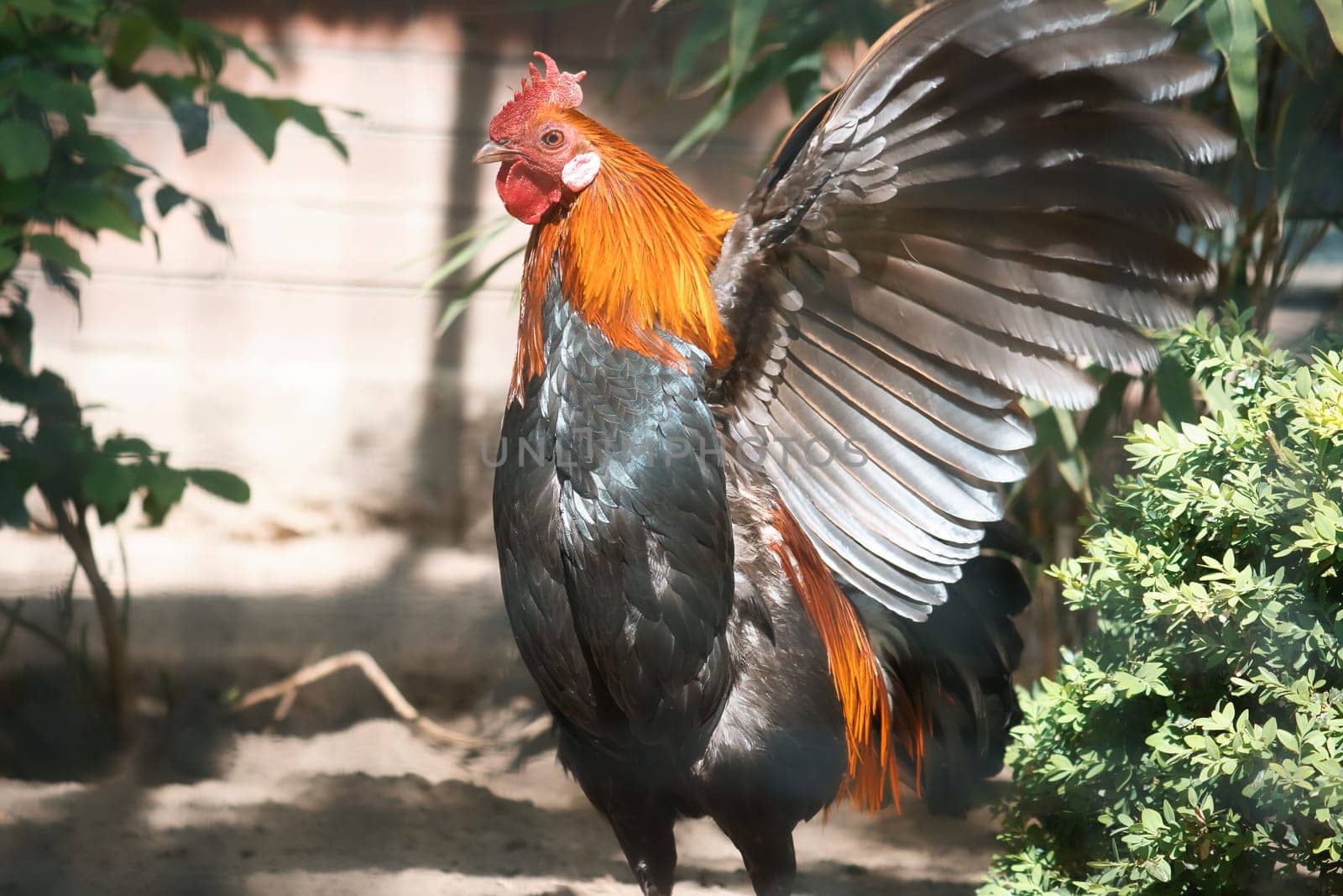Colorful rooster in the sunlight, with outstretched wings, surrounded by green plants and shade. Rural idyll, farm atmosphere and natural wildlife in vibrant colors.