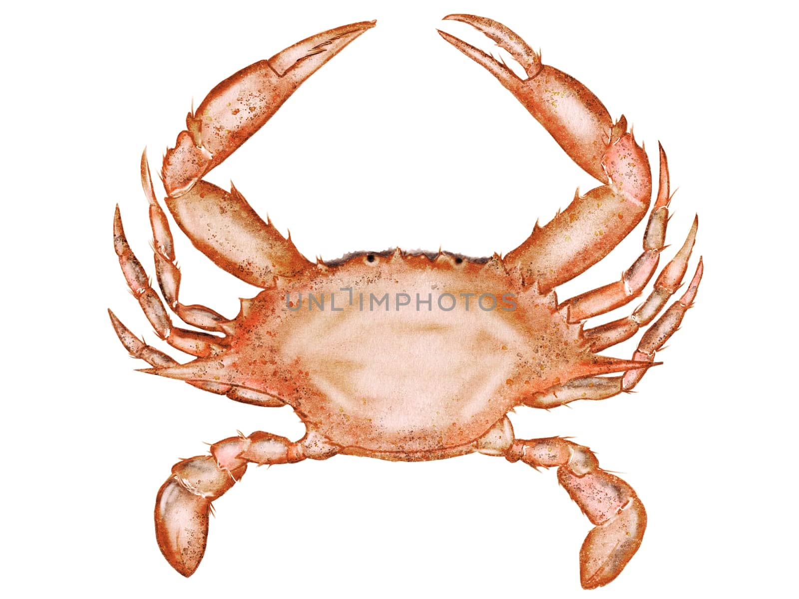Crab watercolor. Hand drawn sea animal on isolated white background. Clip art sea food. Ideal for restaurant menus, packaging, cards and logo of organic ocean product. High quality illustration