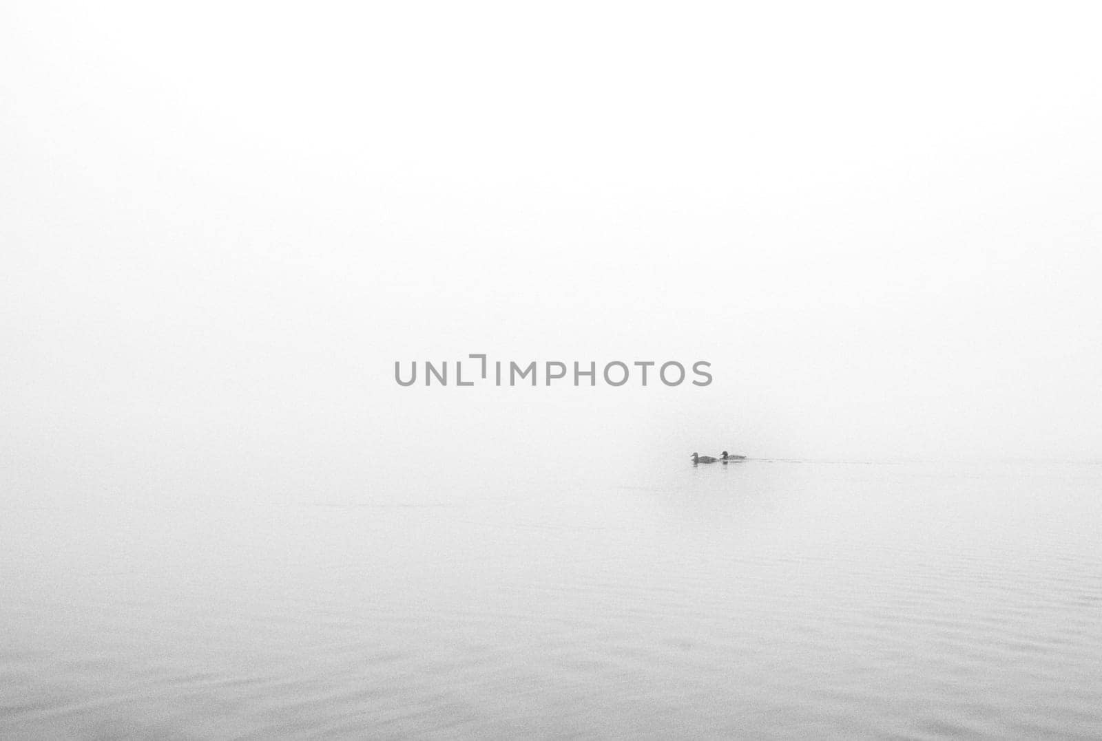 The dense mist obscures the details of the landscape, veiling the quayside in an enigmatic shroud. High quality photo