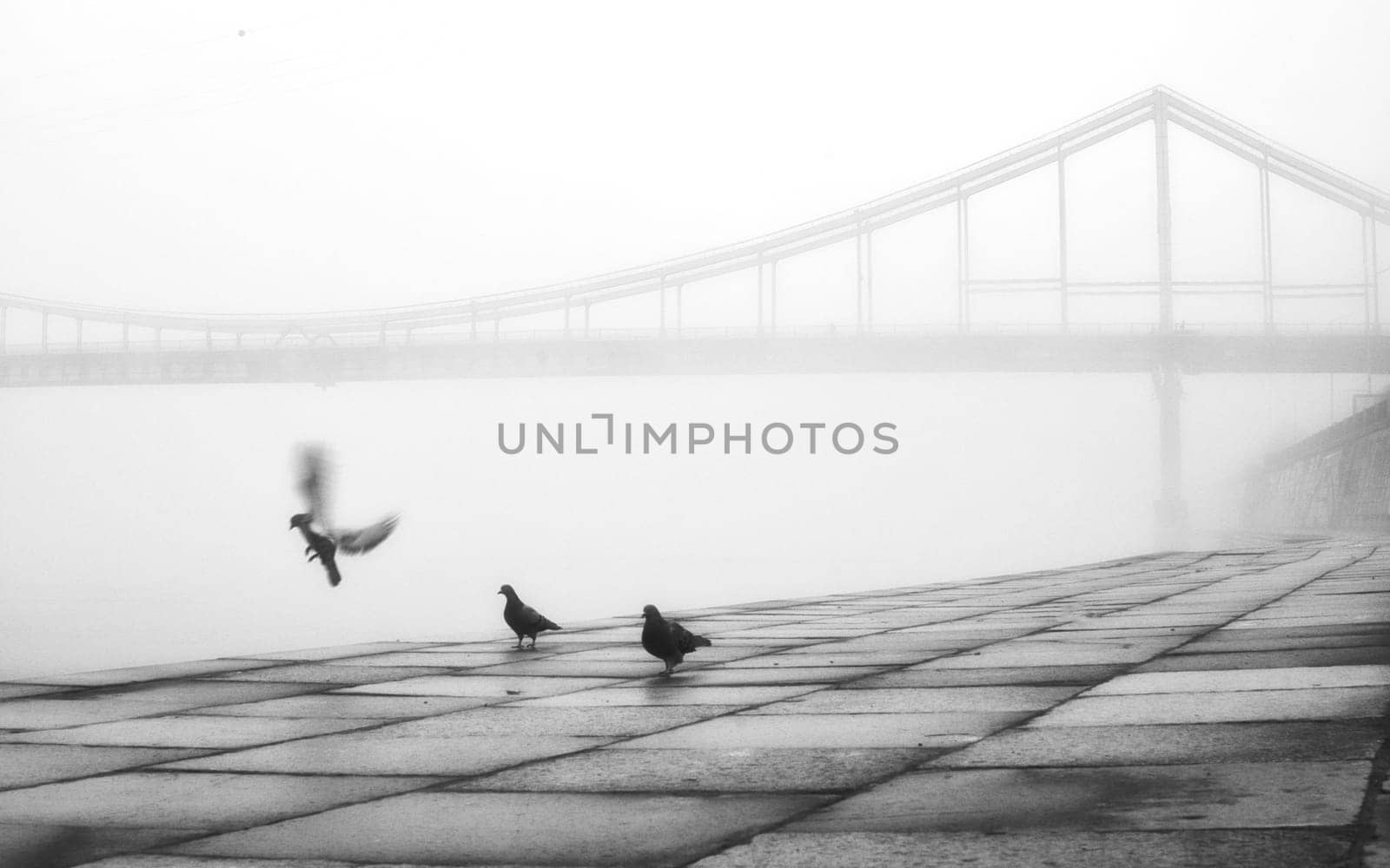 A solitary bridge emerges from the ethereal embrace of mist, casting an enchanting aura over the tranquil waters below.