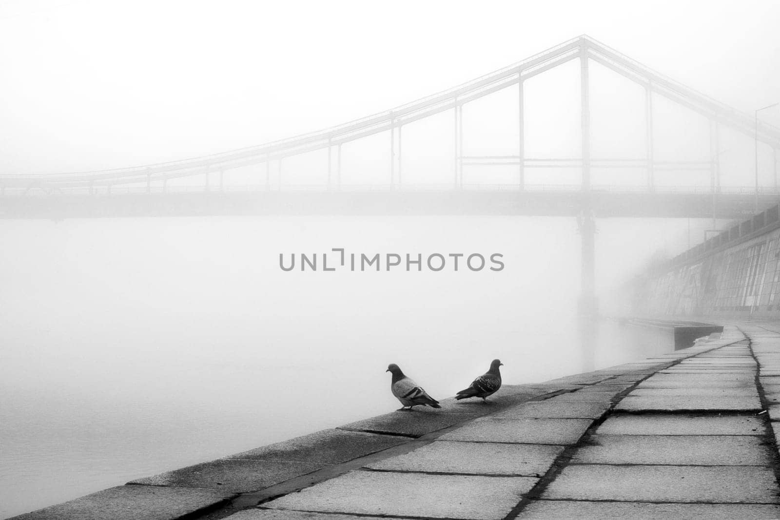 A couple of doves soar across the misted promenade, their soft coos echoing through the magical mist.