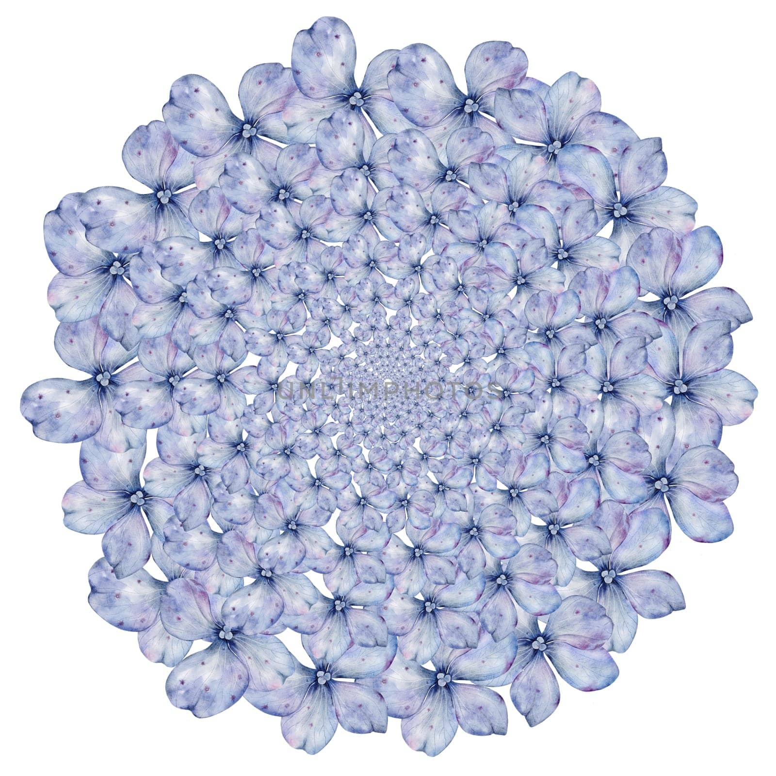 Blue hydrangea flowers watercolor circle. Hand drawn delicate flower on isolated white background. Botanical illustration. Ideal for wedding and birthday cards. High quality illustration
