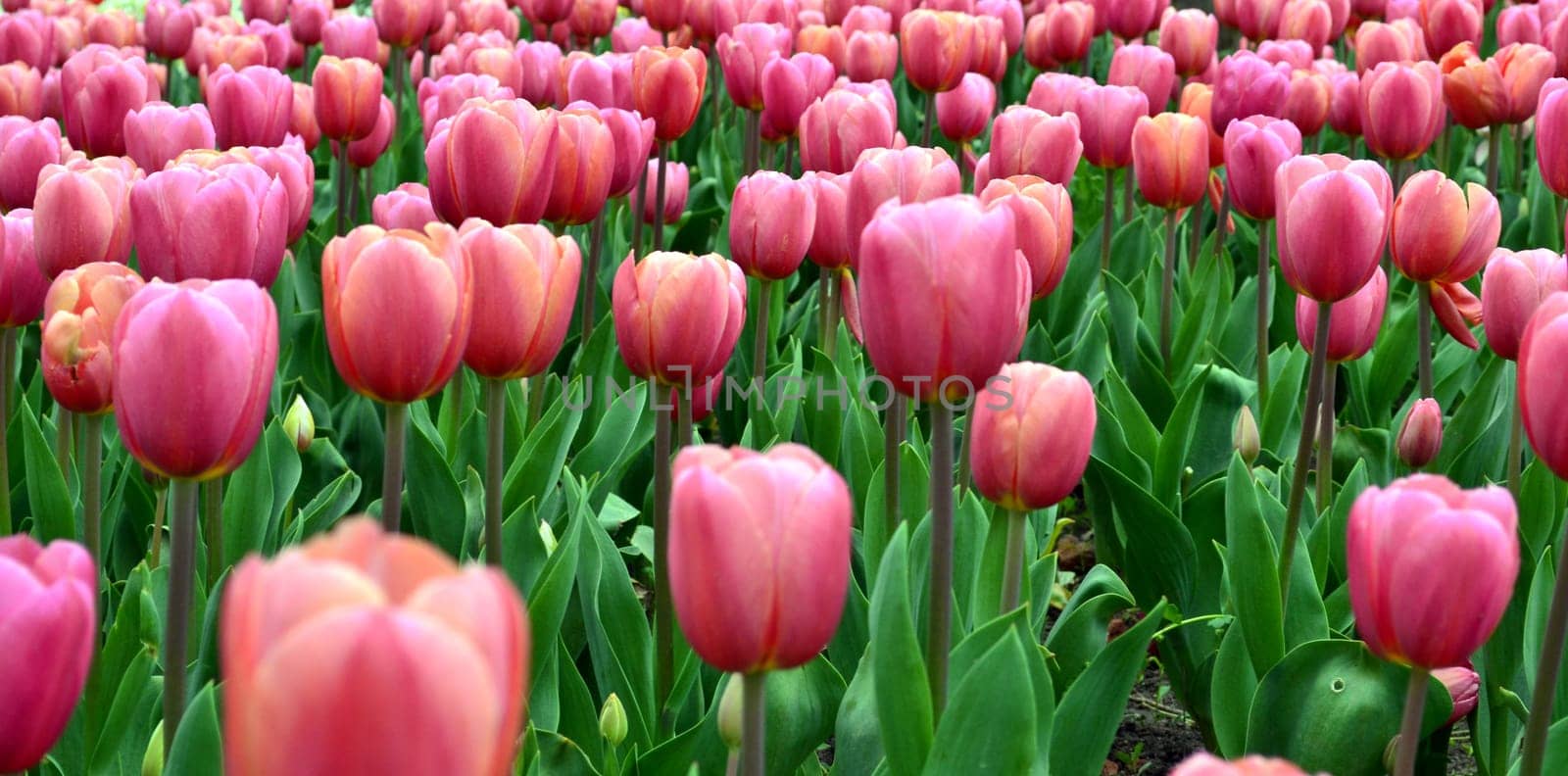 Field of pink blooming tulips